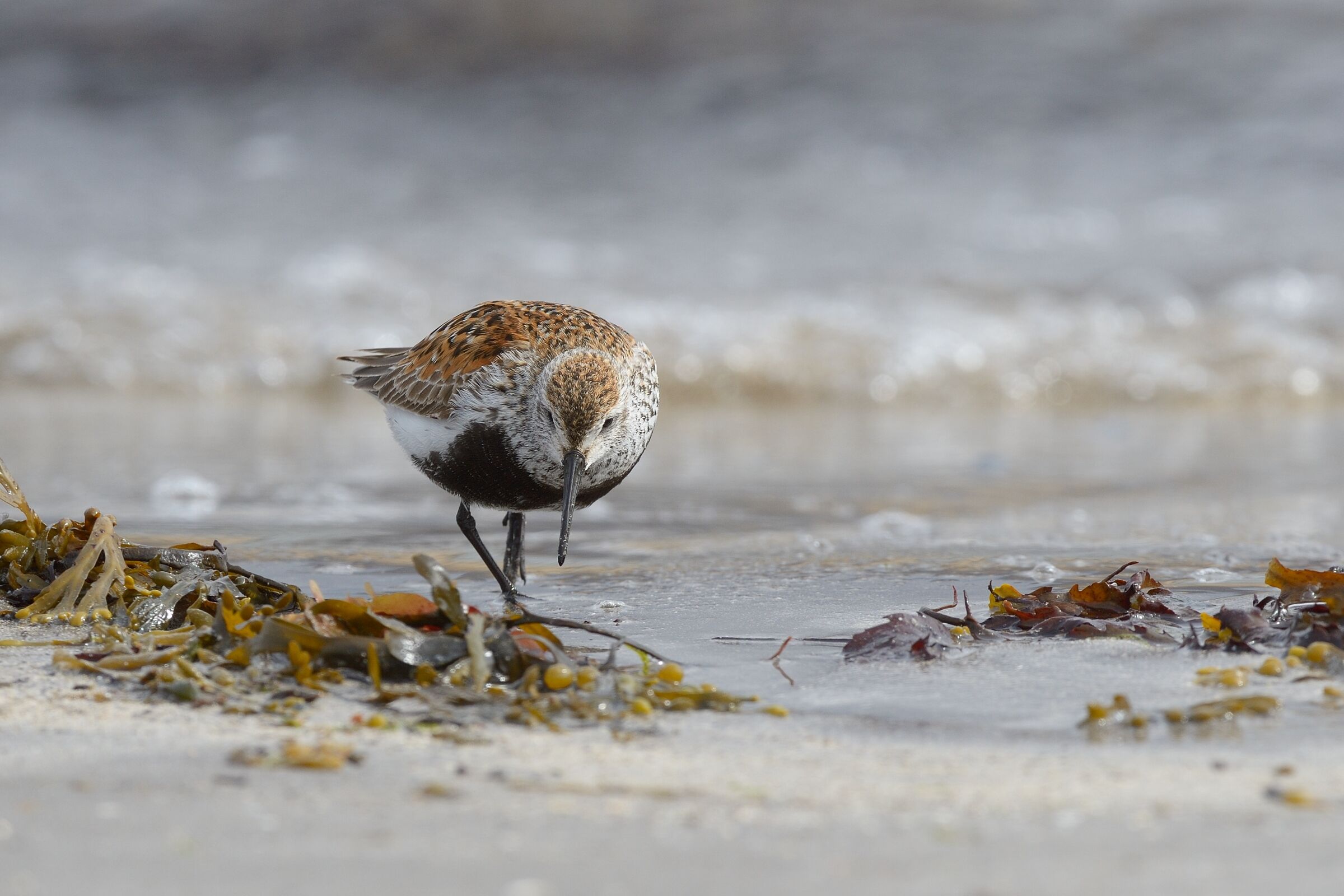 Piovanello Pancianera (Calidris alpina)