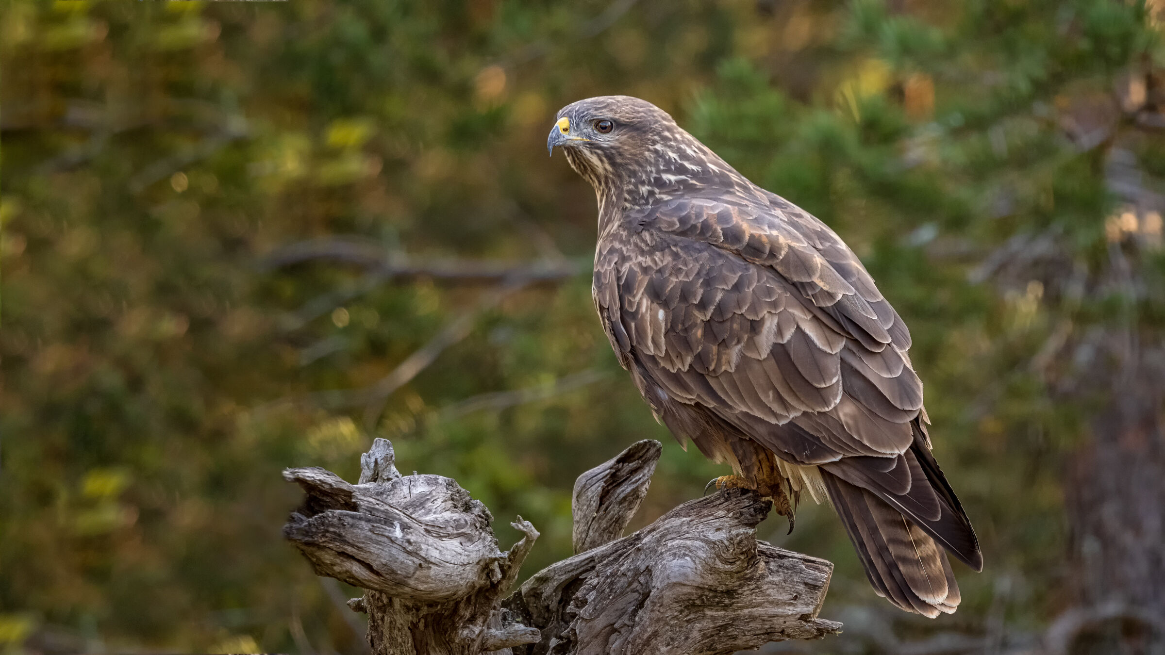 Poiana Buteo Buteo