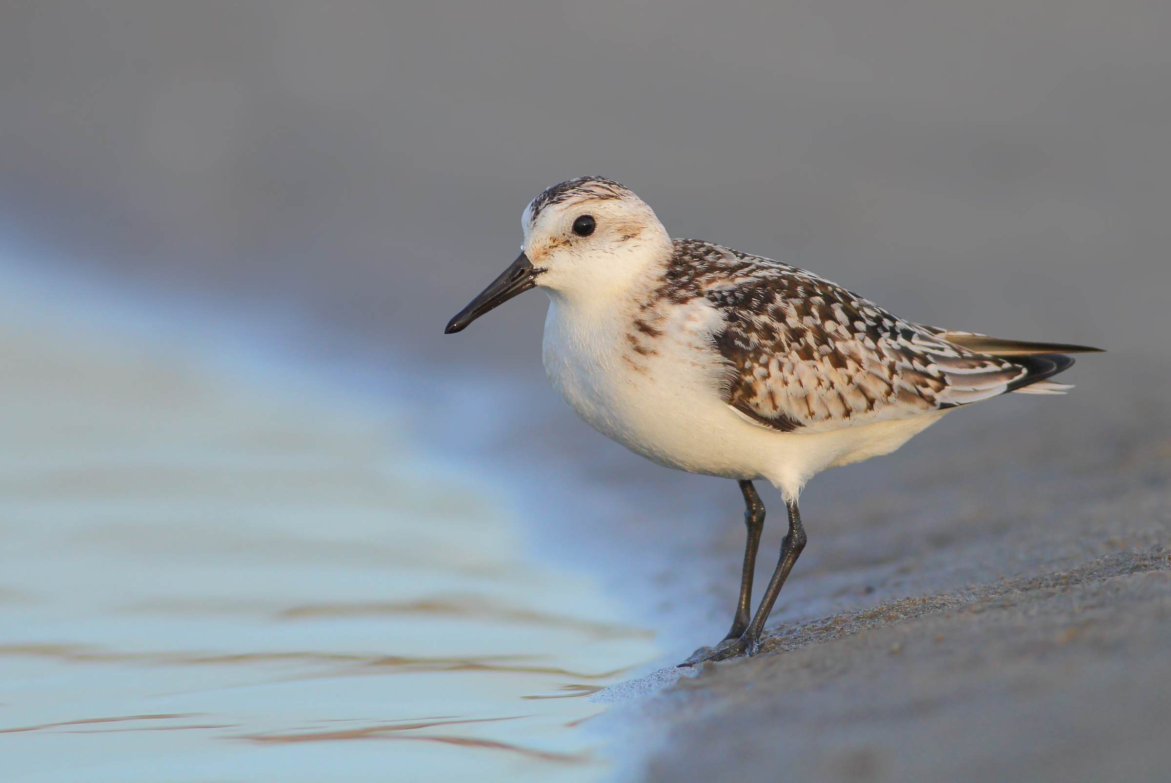 Piovanello tridattilo