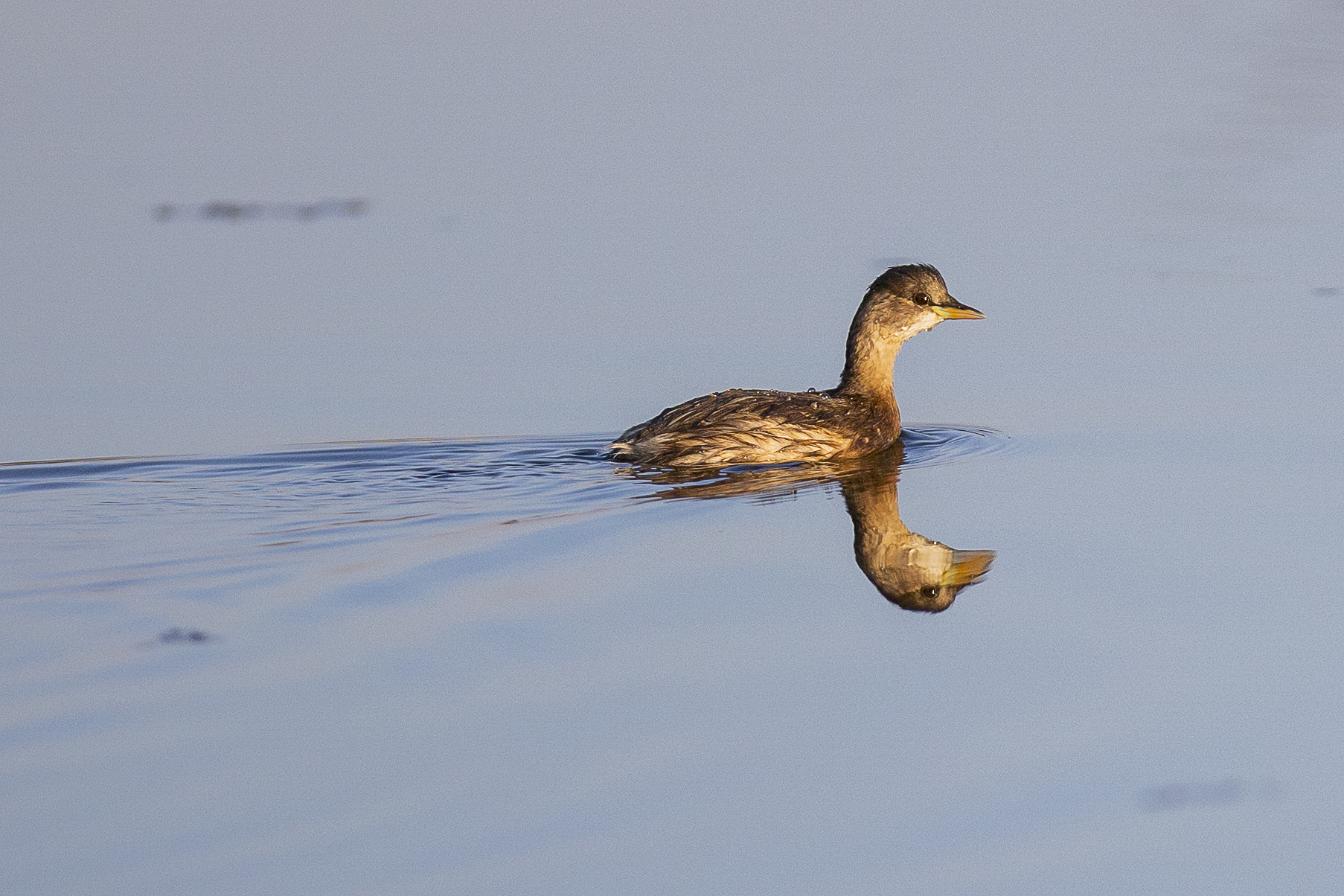 Mi hanno visto....Allora scappo via...