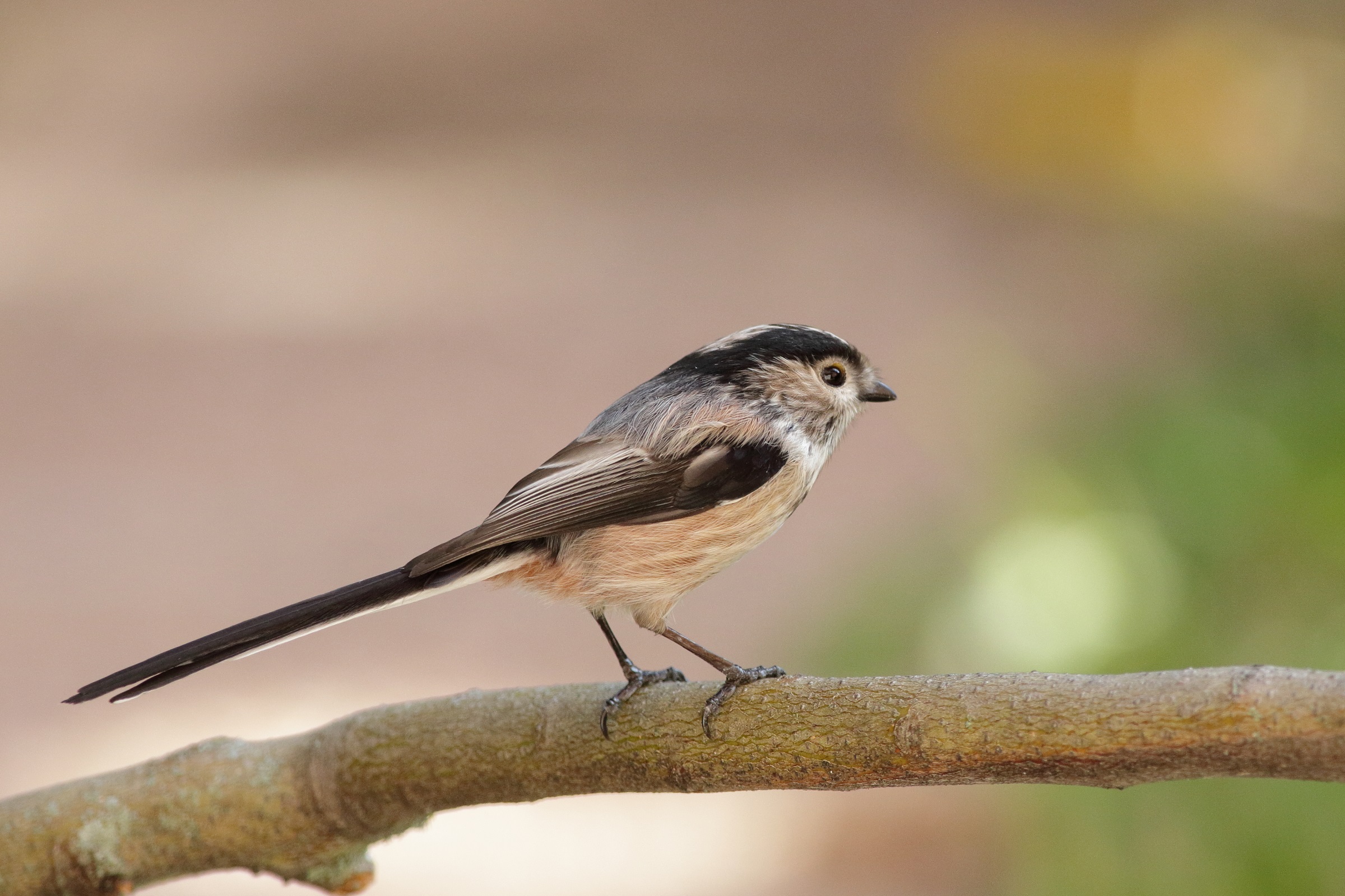 Aegithalos caudatus or codibugnol