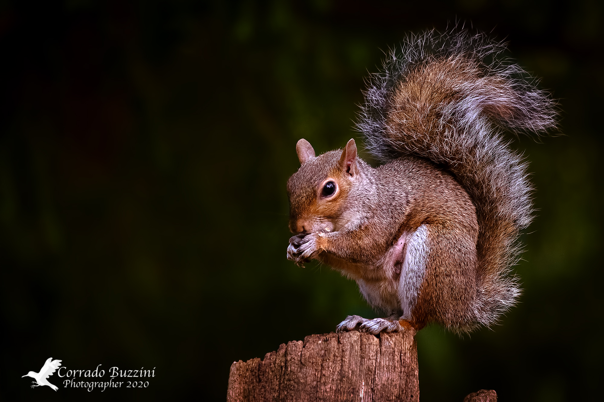 Squirrel at monza park