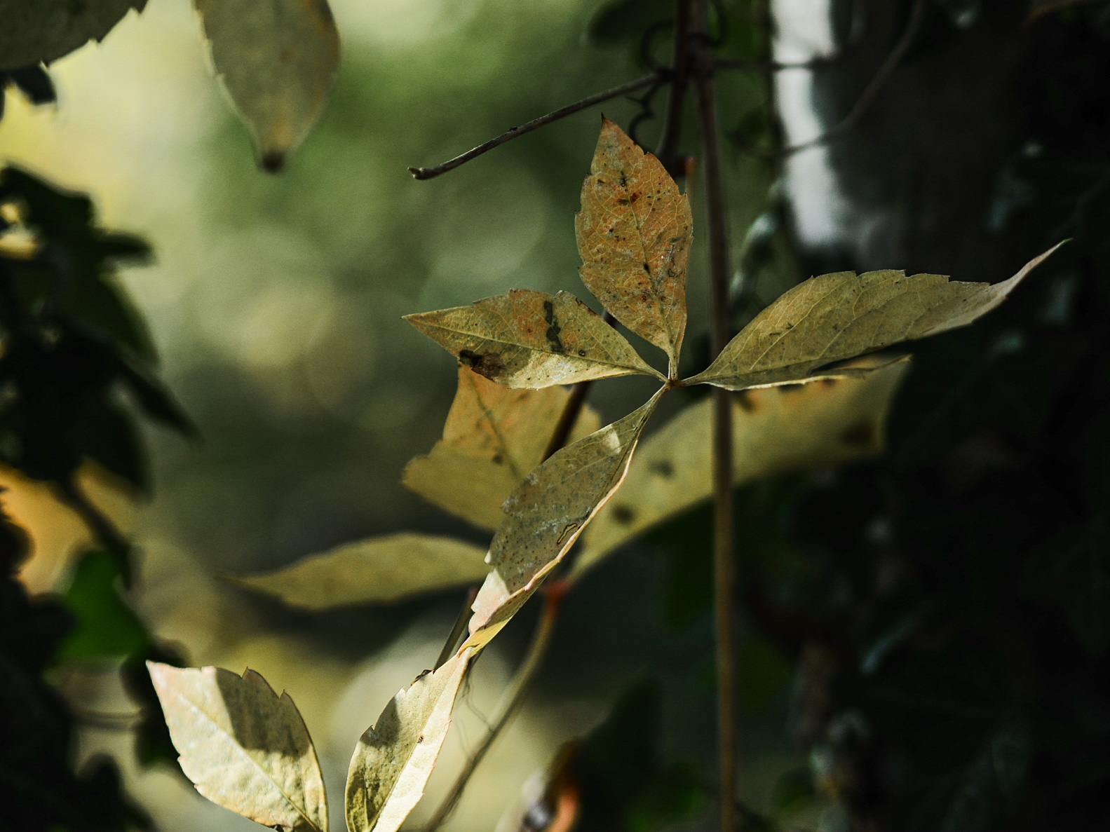 Untitled Photo