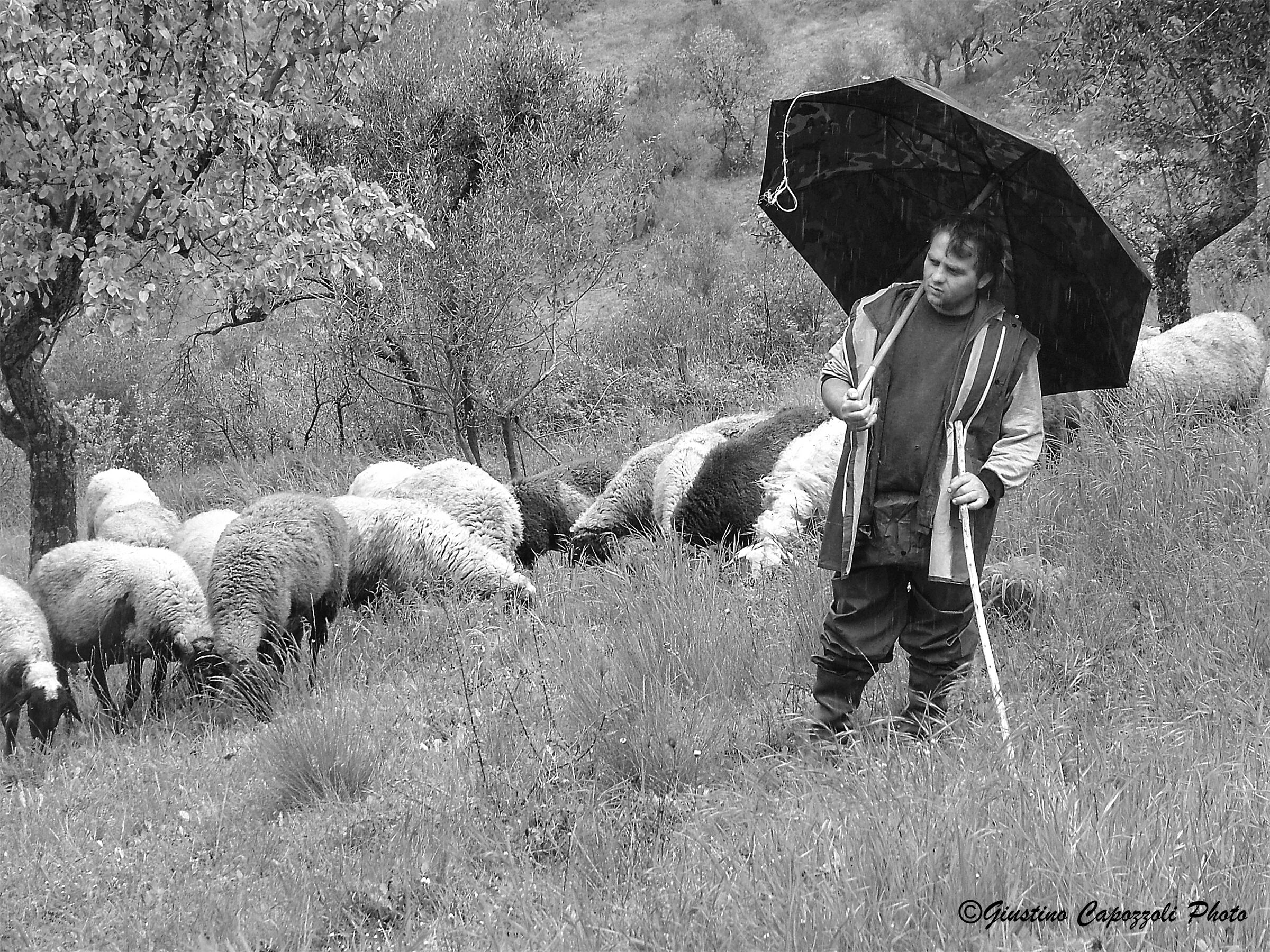 John grazing in the rain