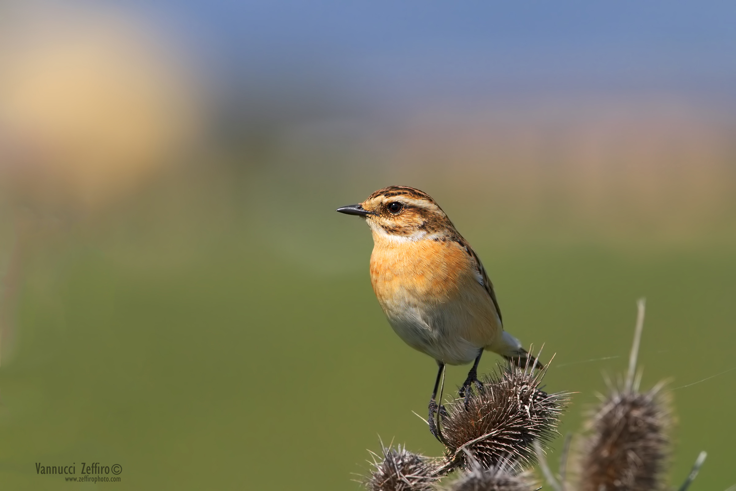 Whinchat