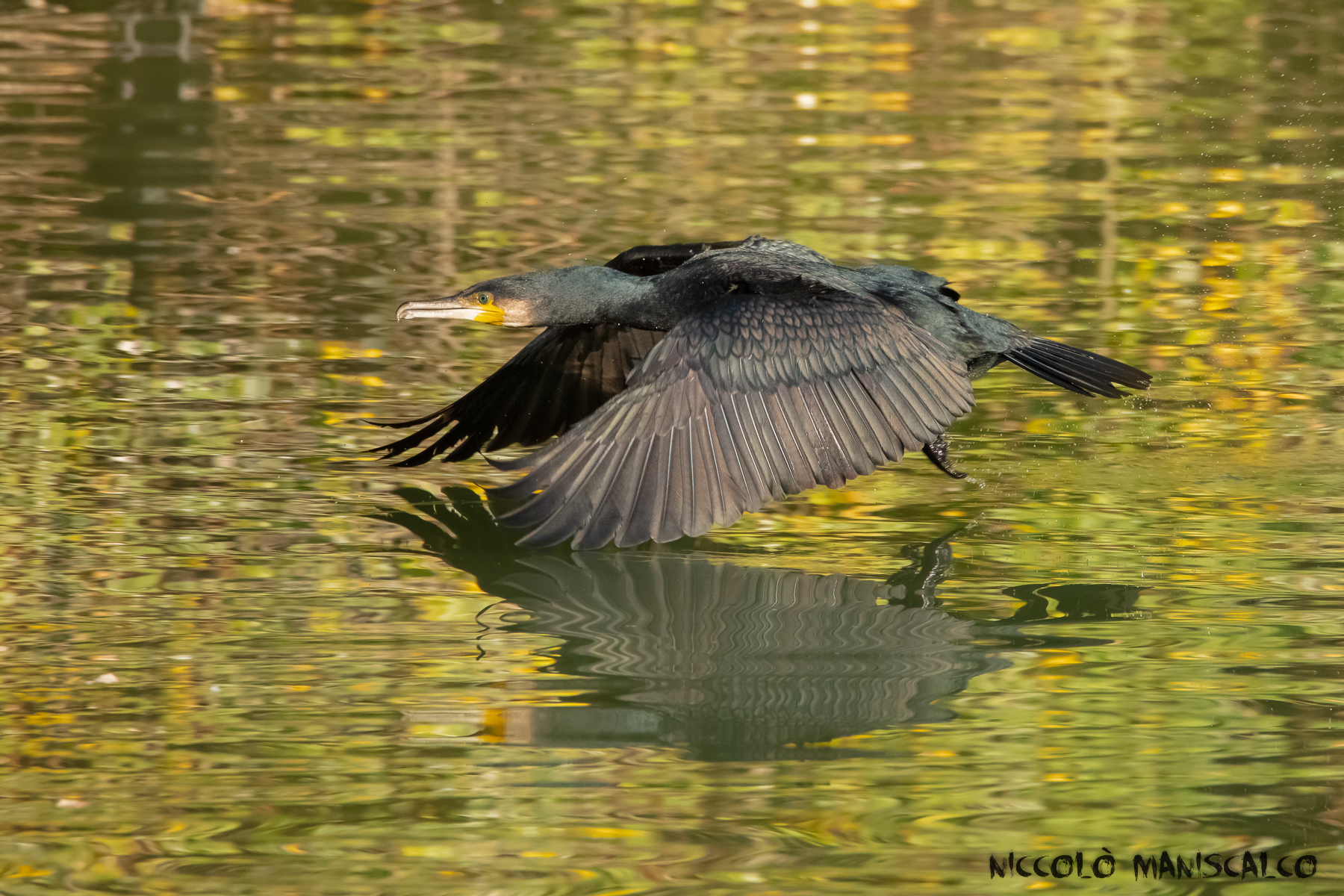 Sfondo Autunnale per il Cormorano