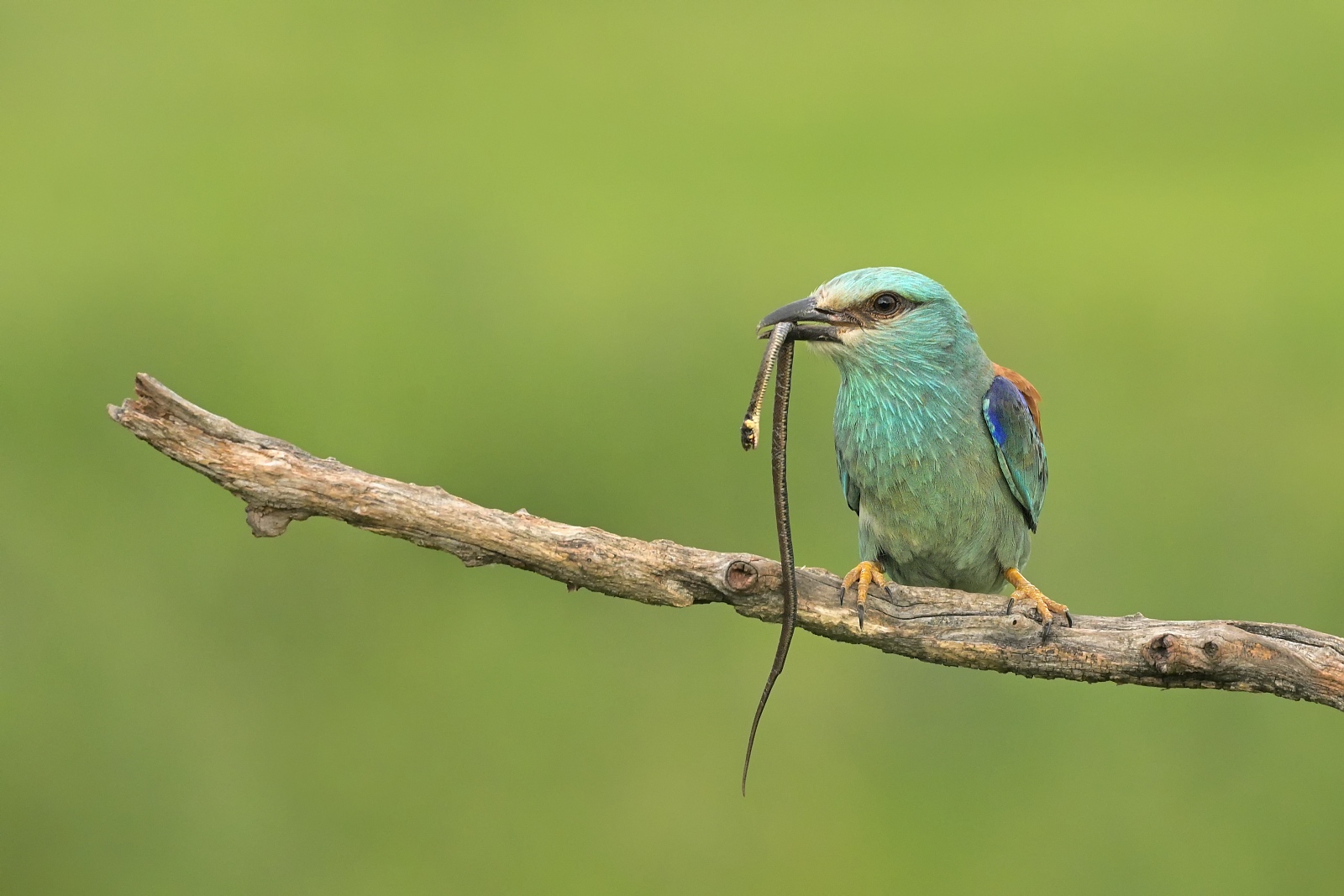 Delicatezza per i giovani