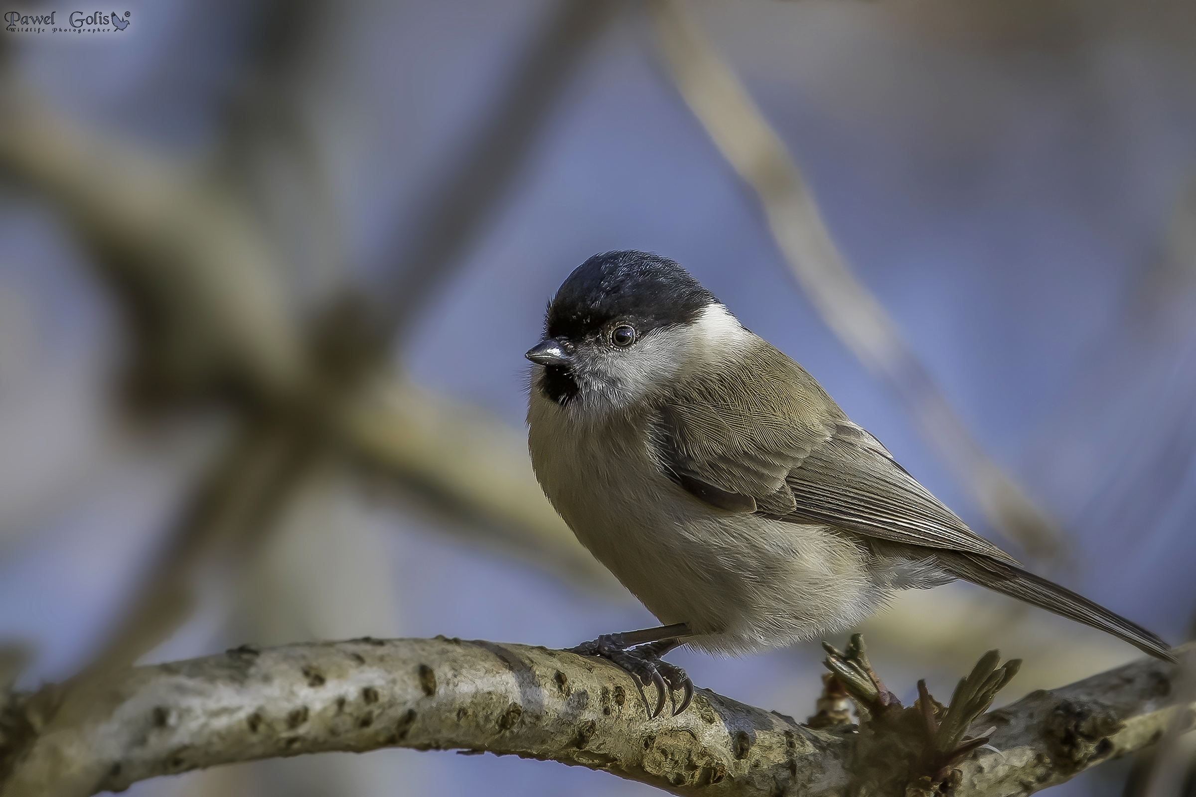 Tetta di palude (Parus palustris)