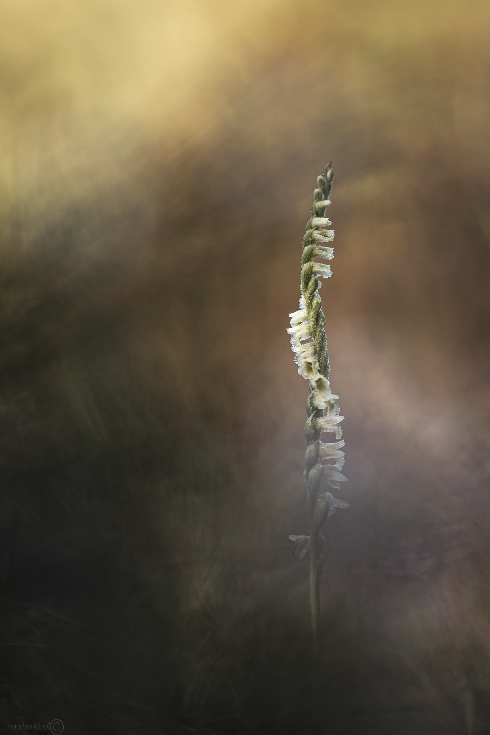 Spiranthes spiralis