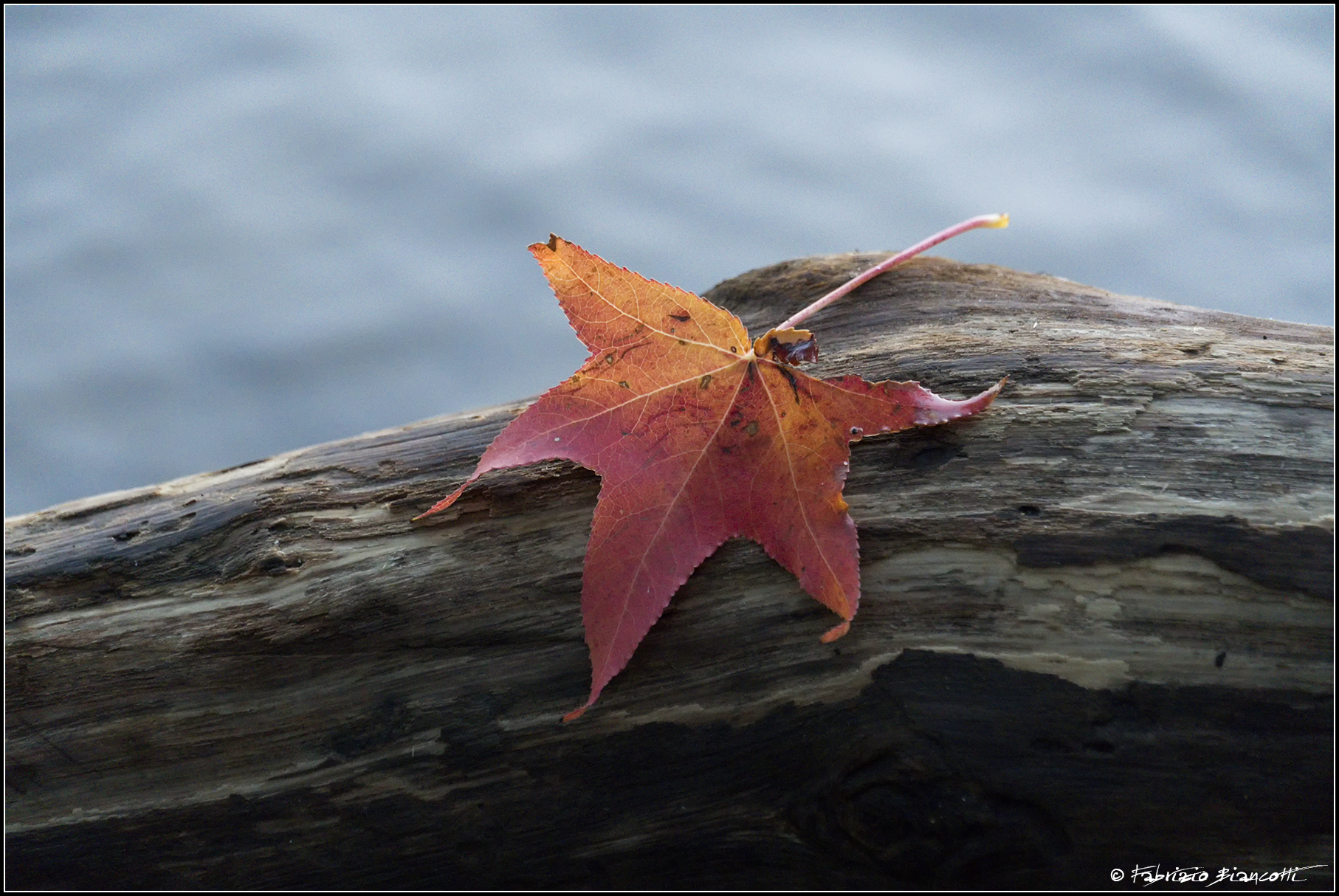 Una foglia rossa ed è autunno