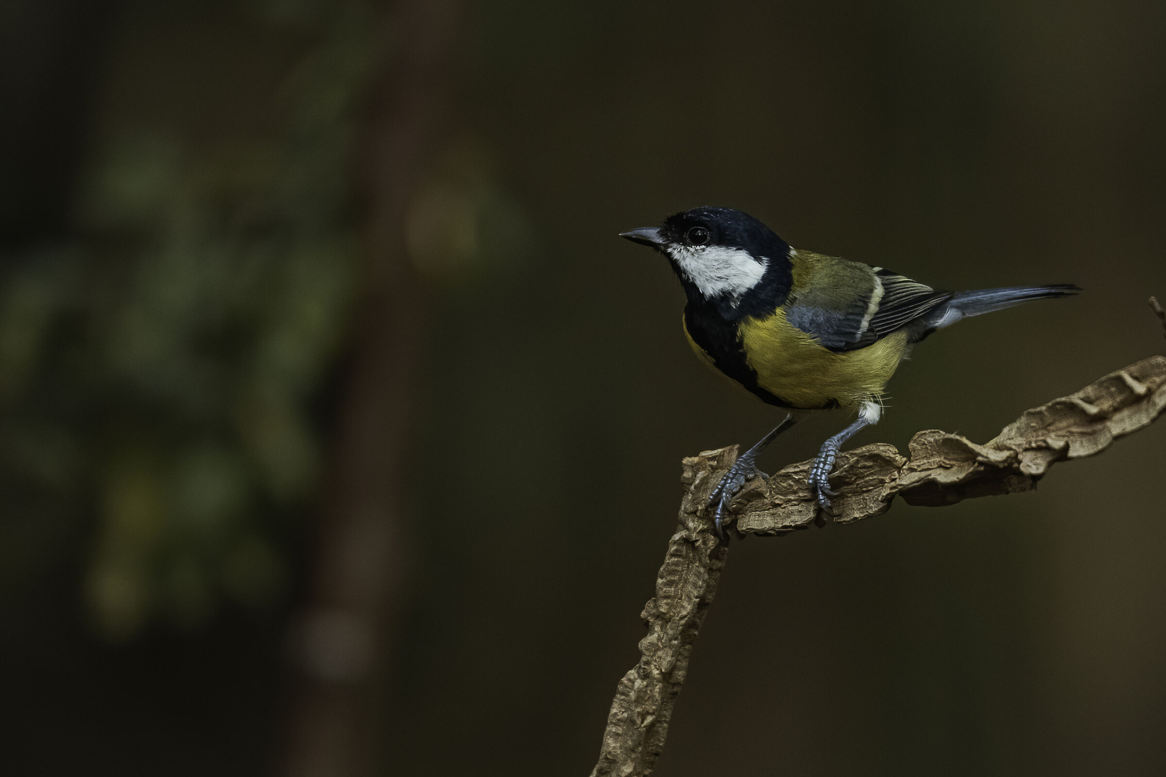 La cinciallegra sul ramoscello