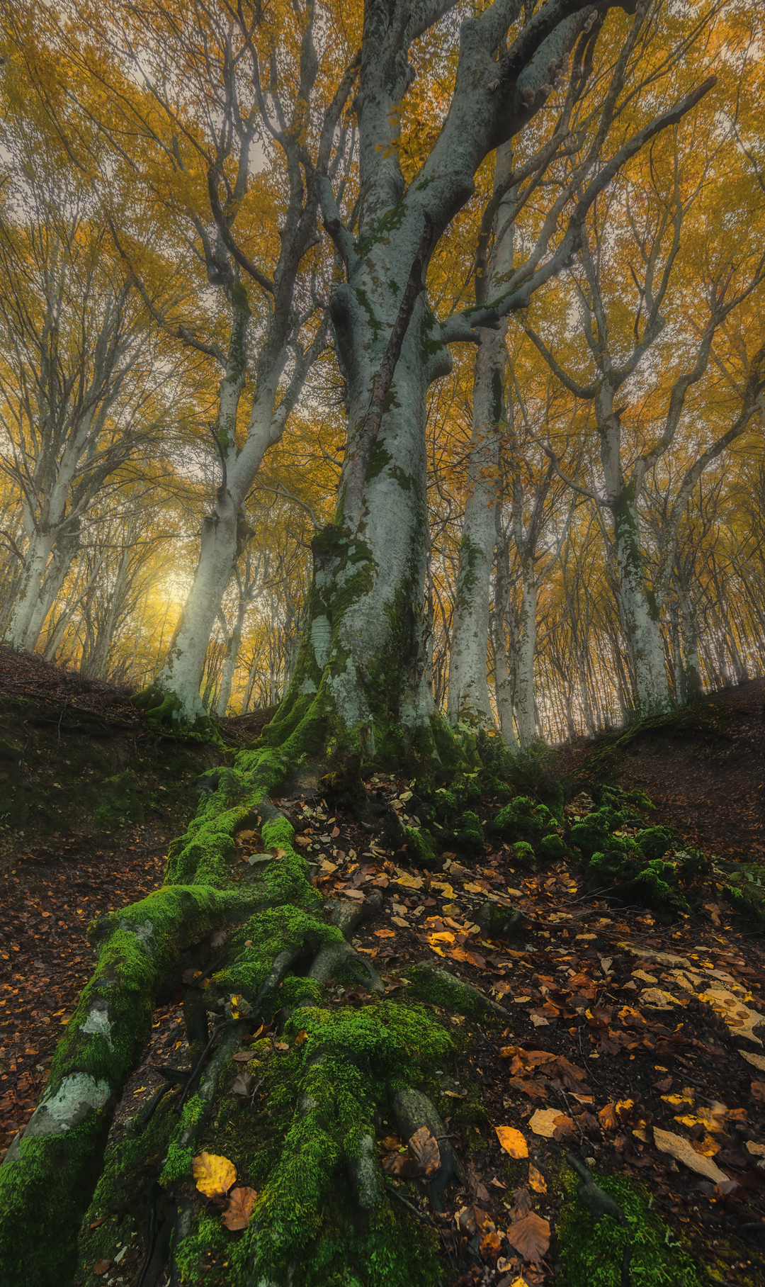 Autunno a pian dell'elmo