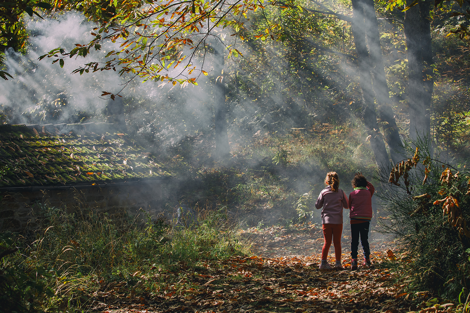 the colors of the woods