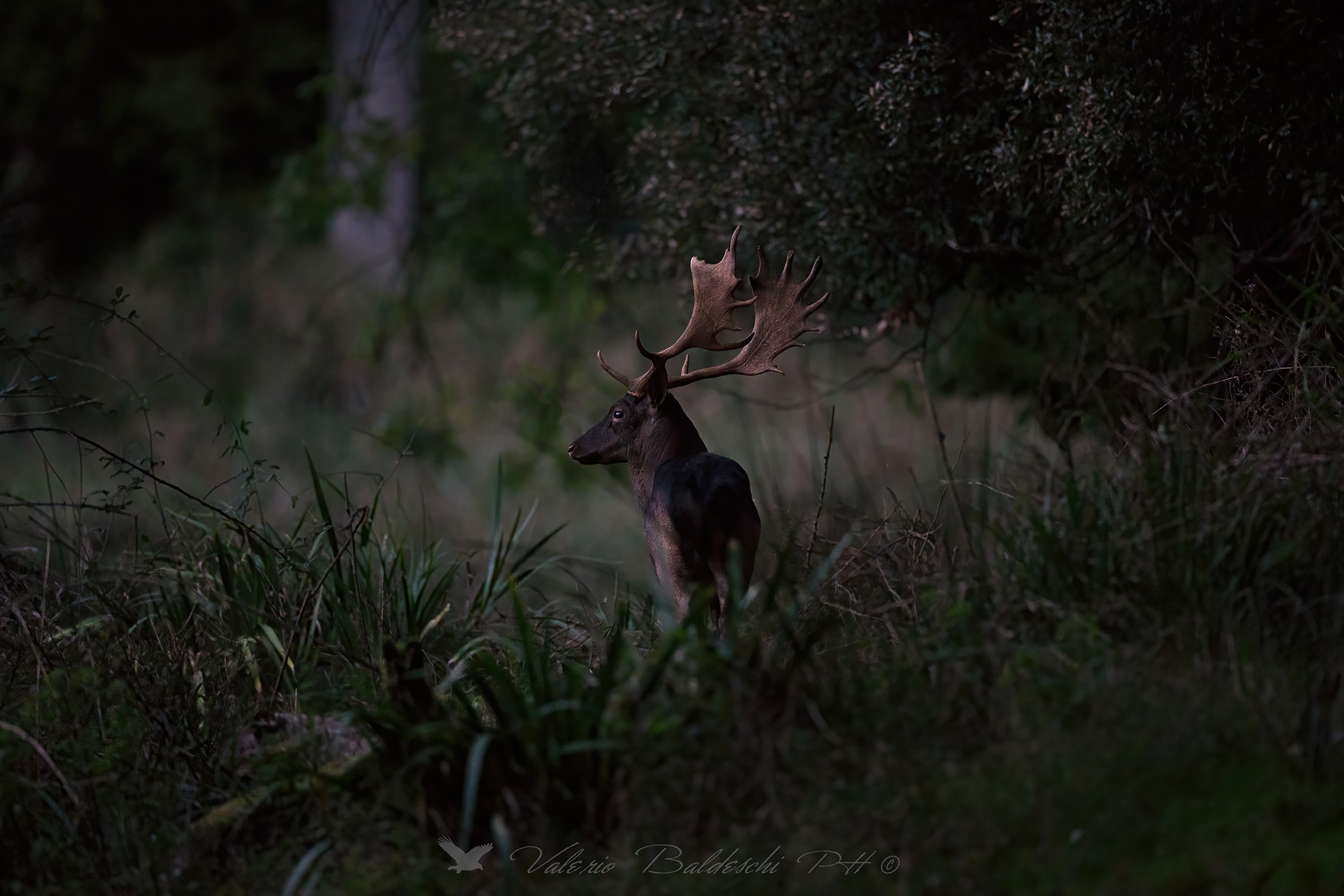 daino all'ultima luce