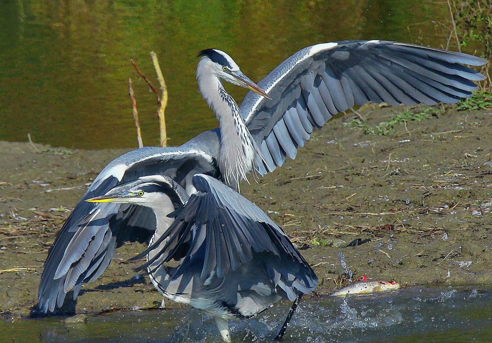cenerini a confronto