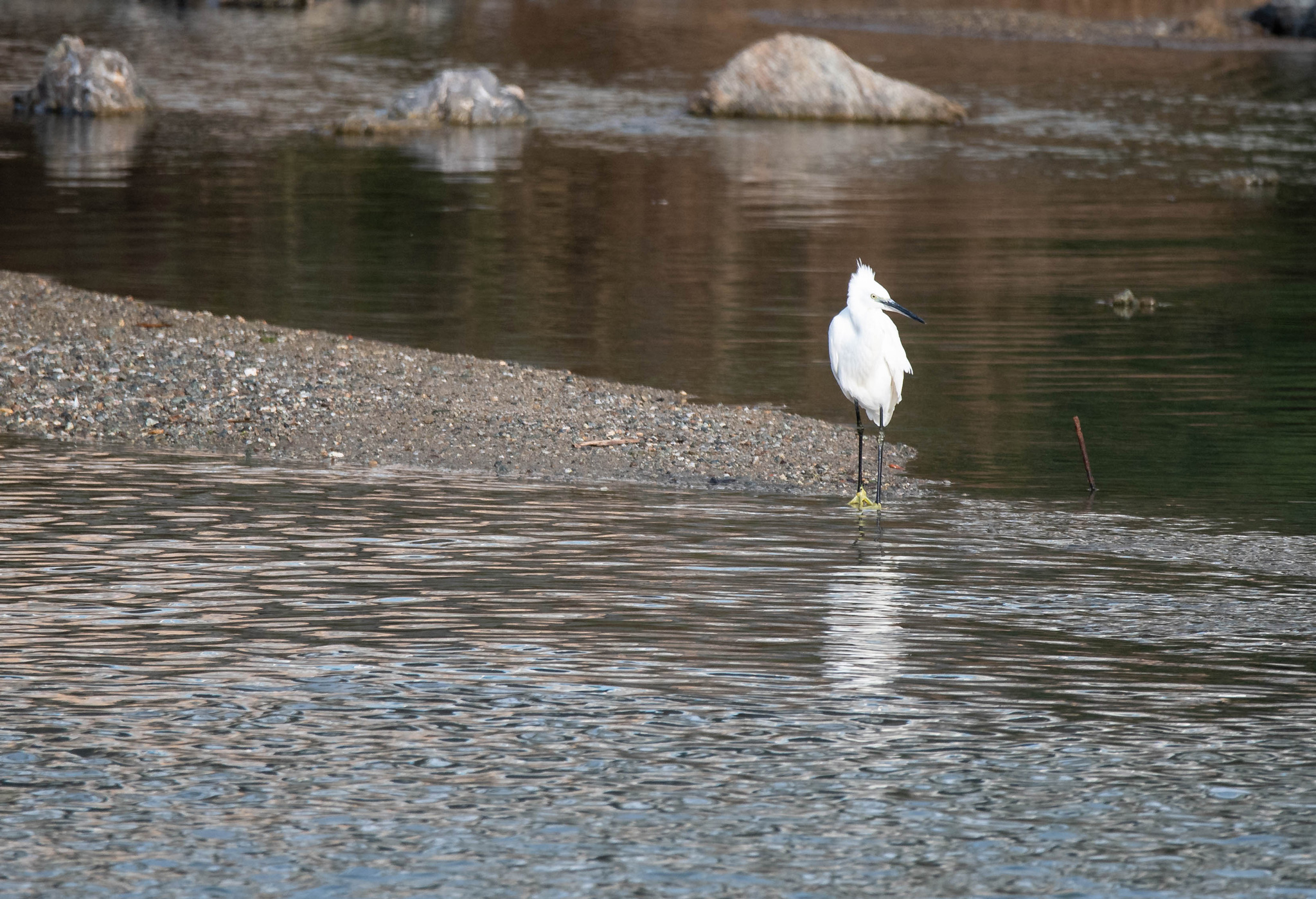 Egret