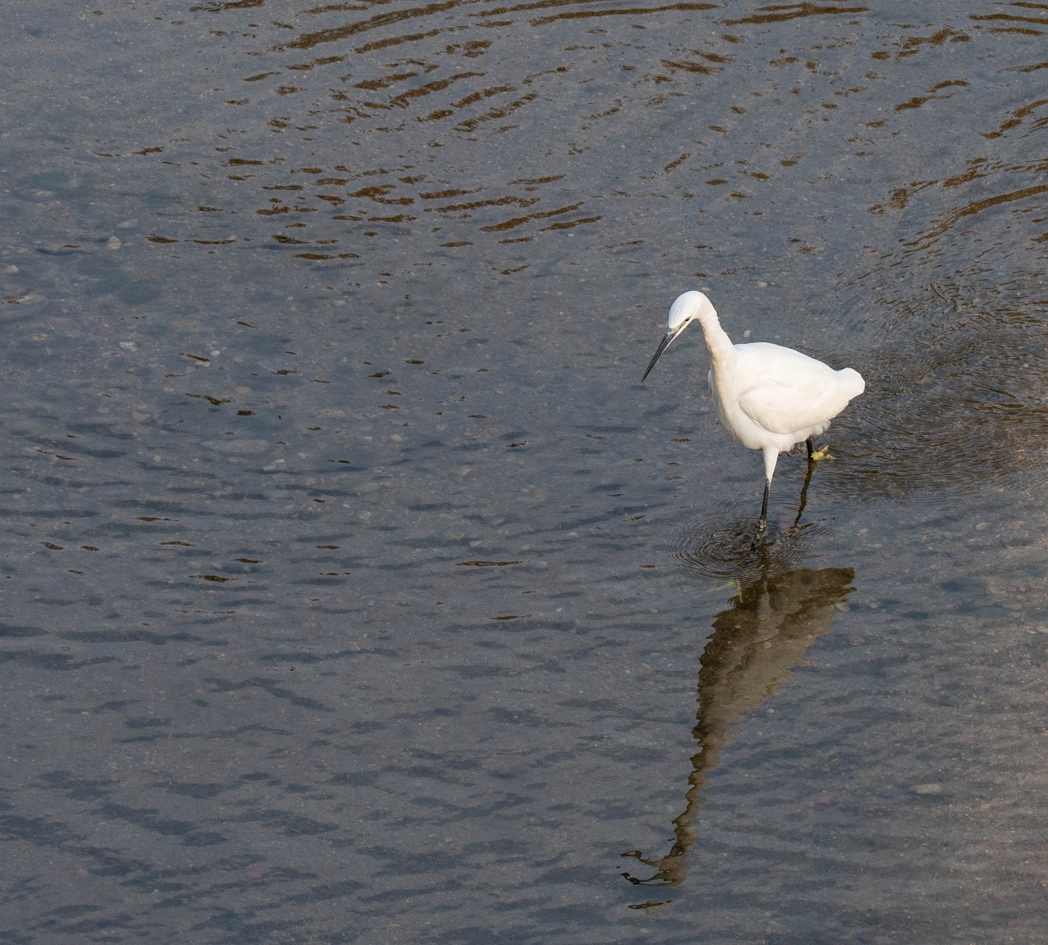 Egret