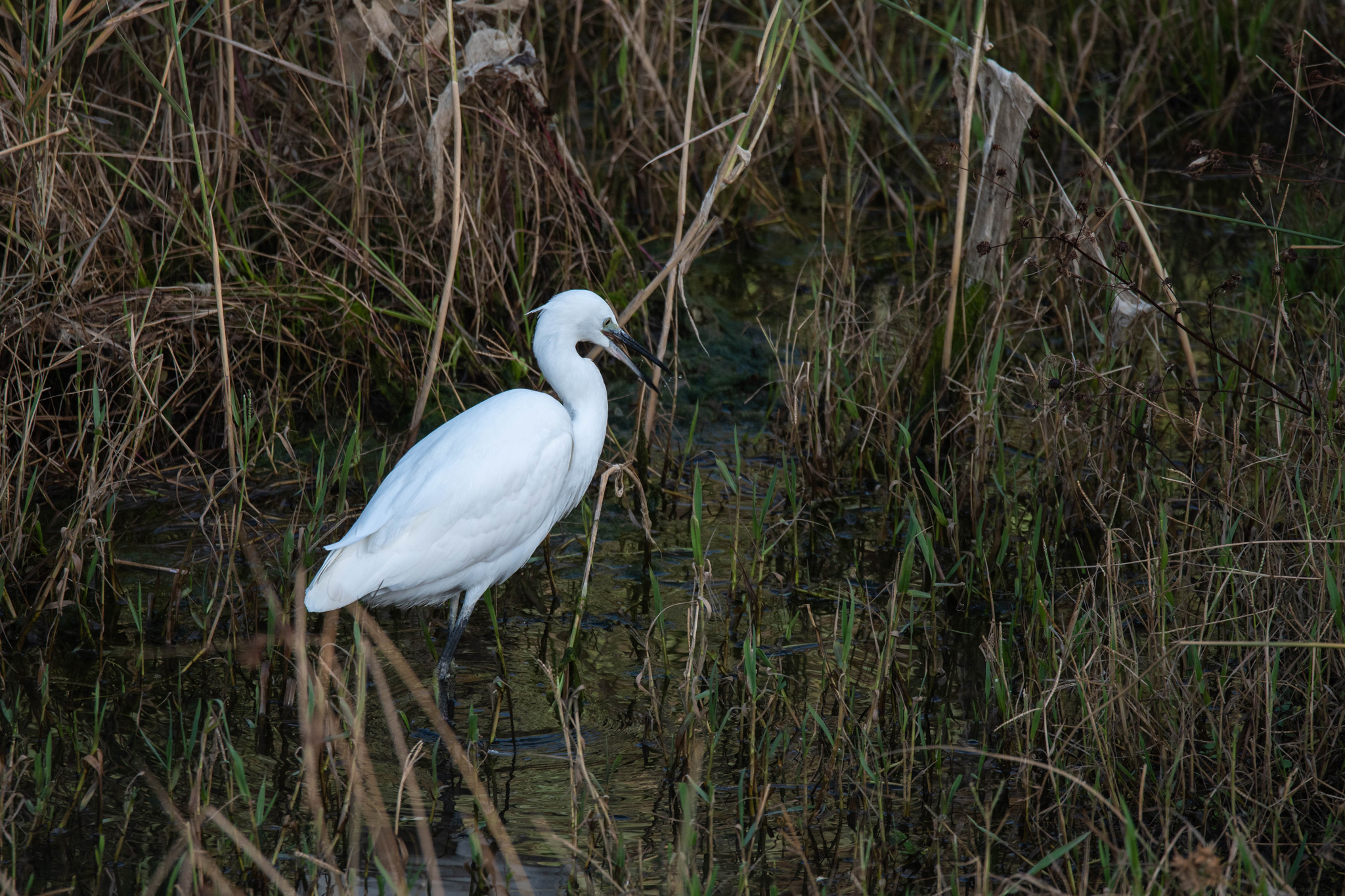 Egret