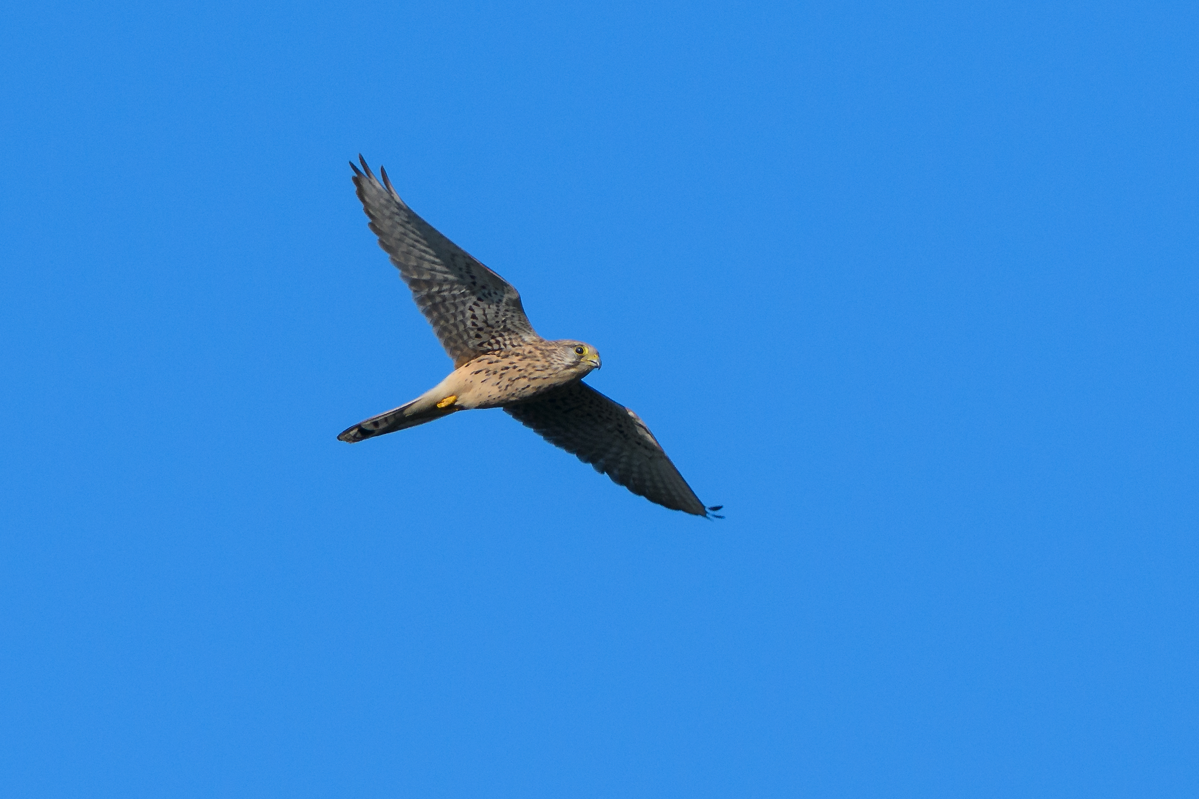 Kestrel