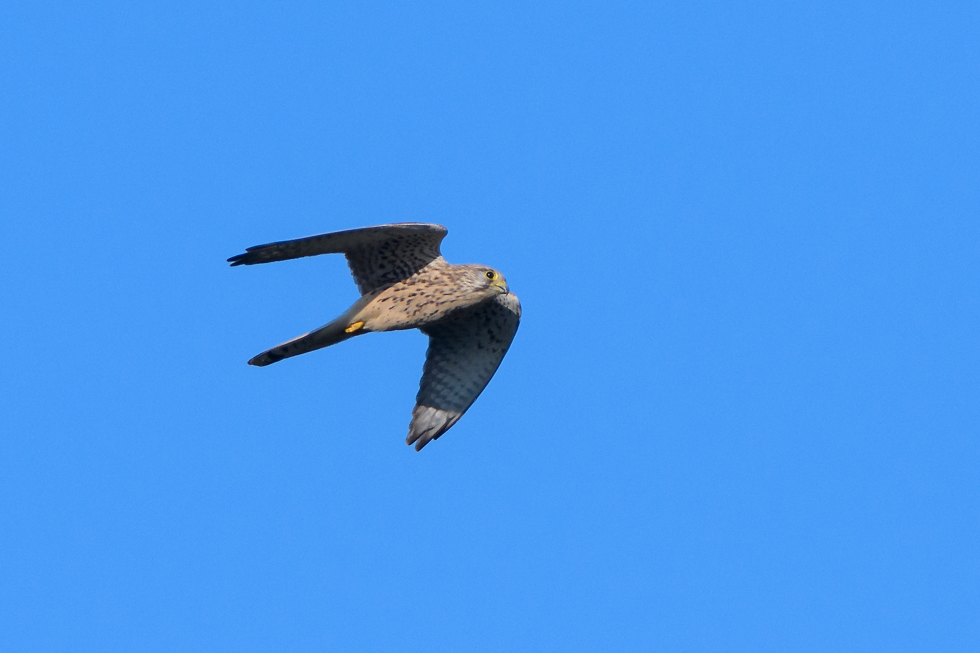 Kestrel