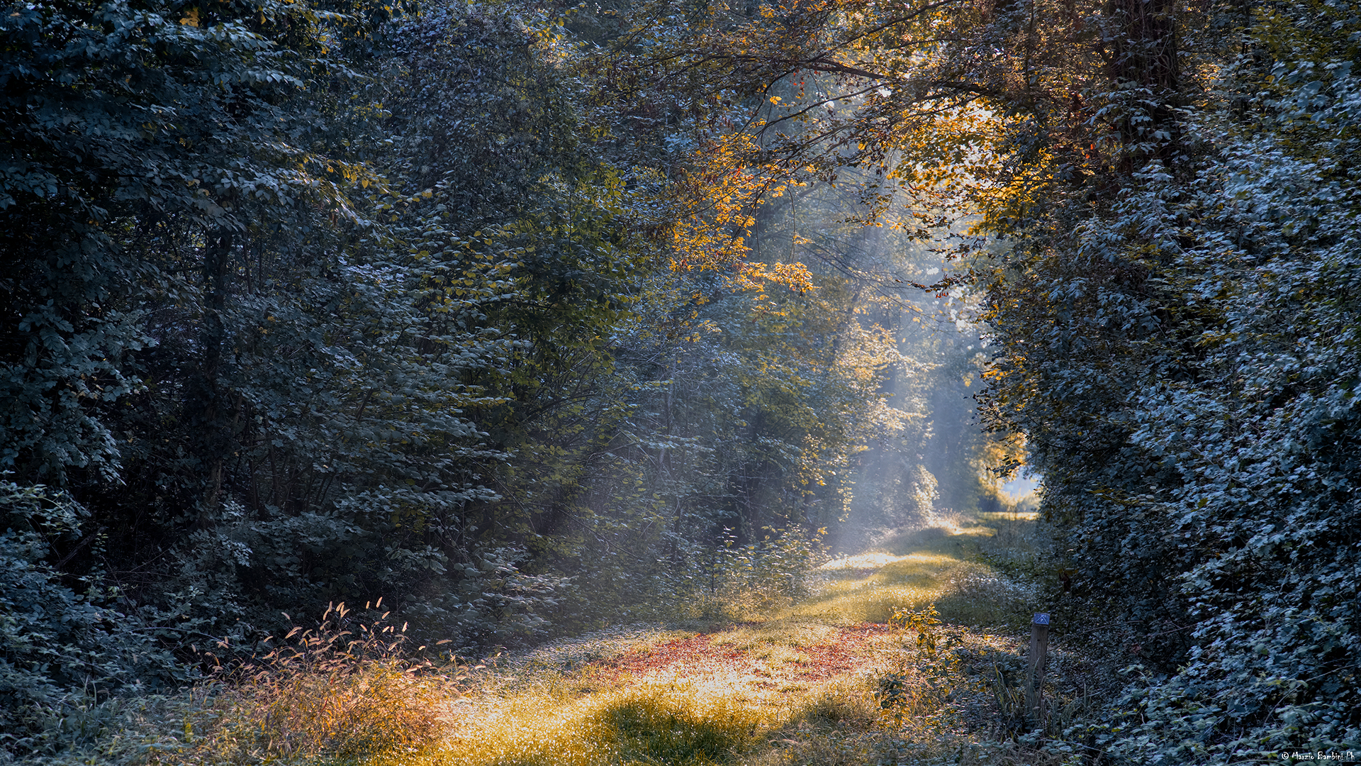 Autumn in Bosco Fontana