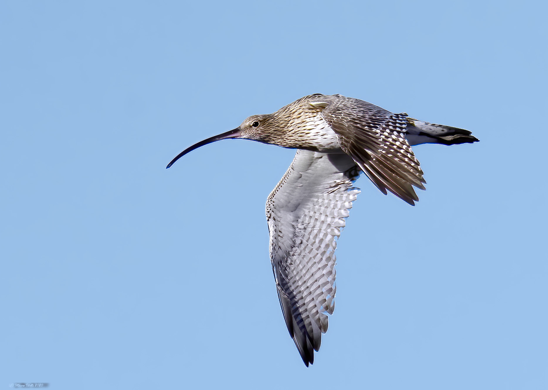 Chiurlo major (Numenius arquata)