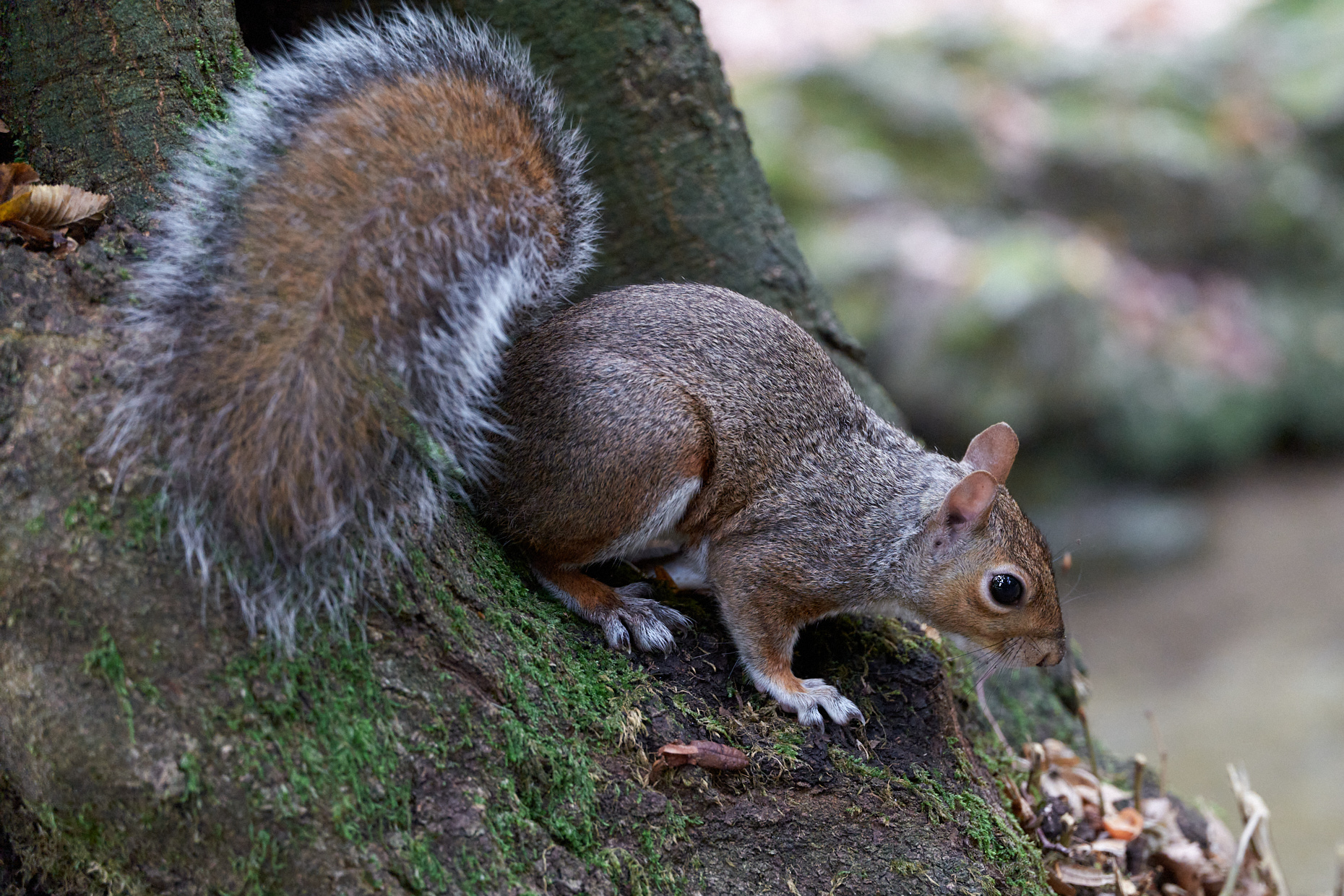 Squirrel at Monza Park