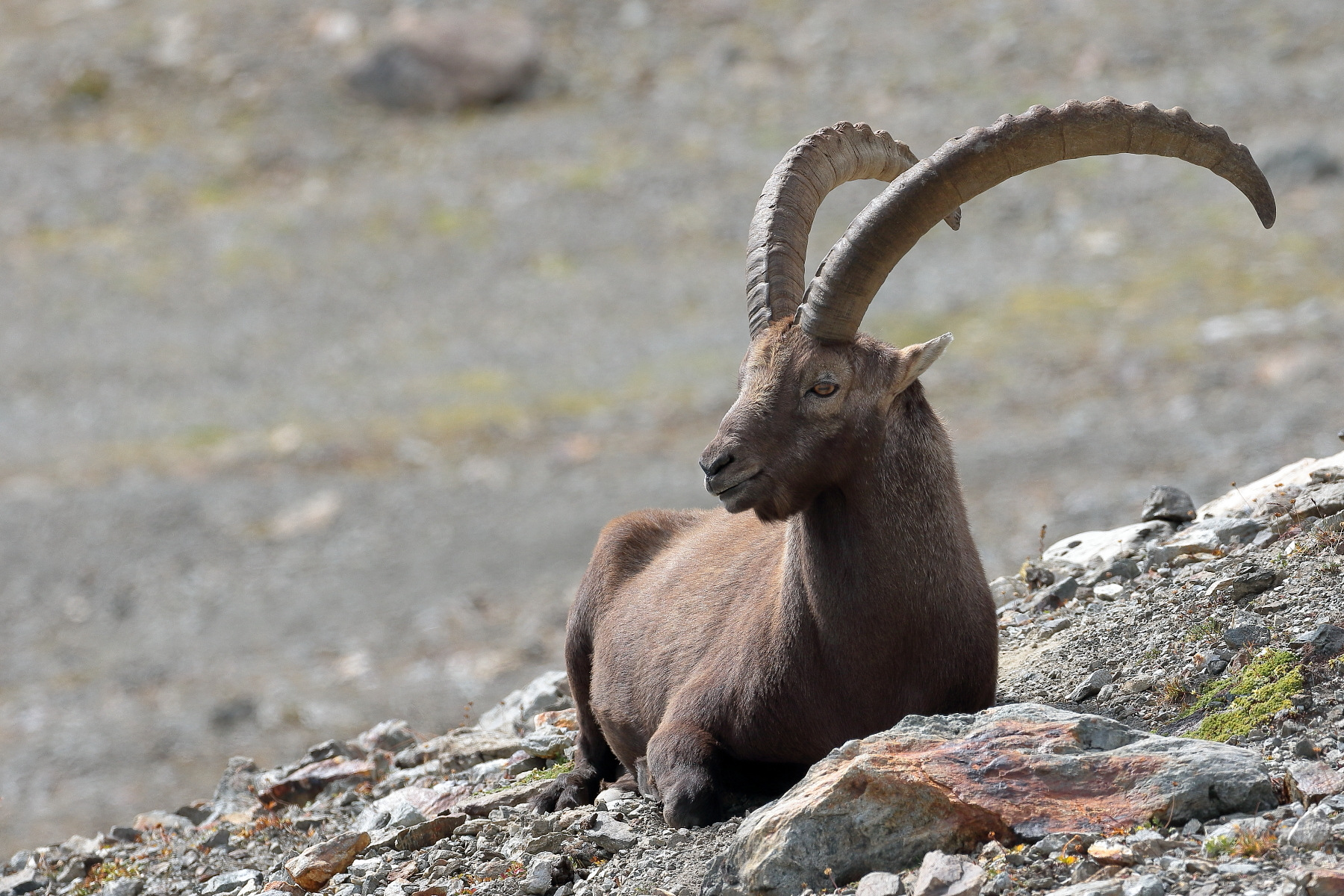 Capra ibex