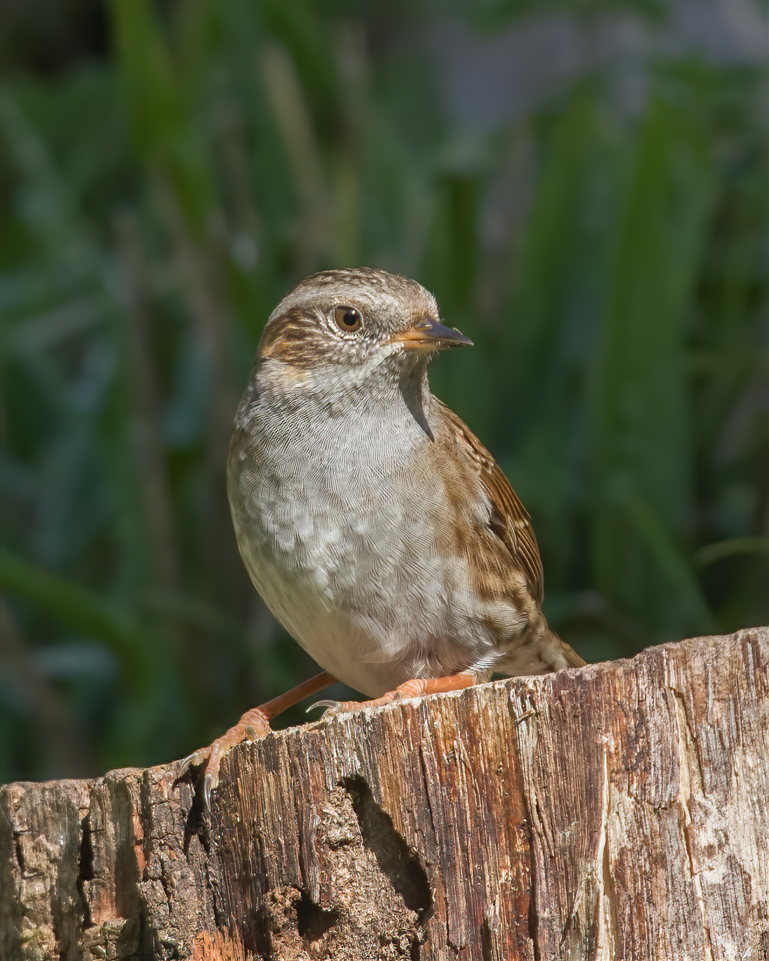 Passera Scopaiola sul tronco