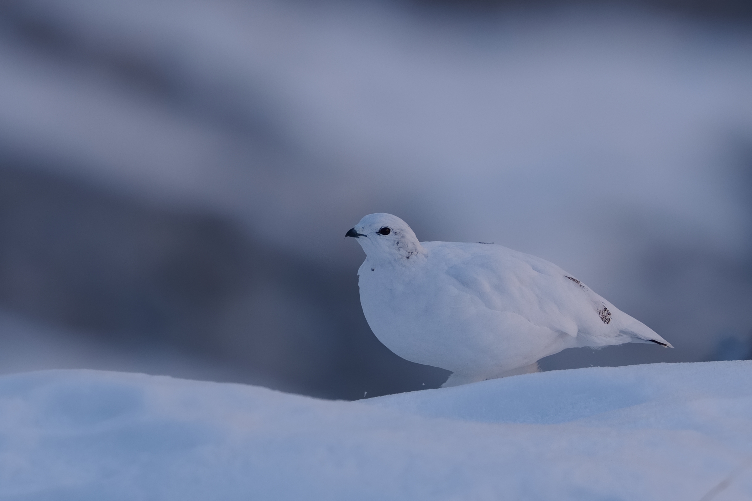 White Partridge (Lagopus muta)