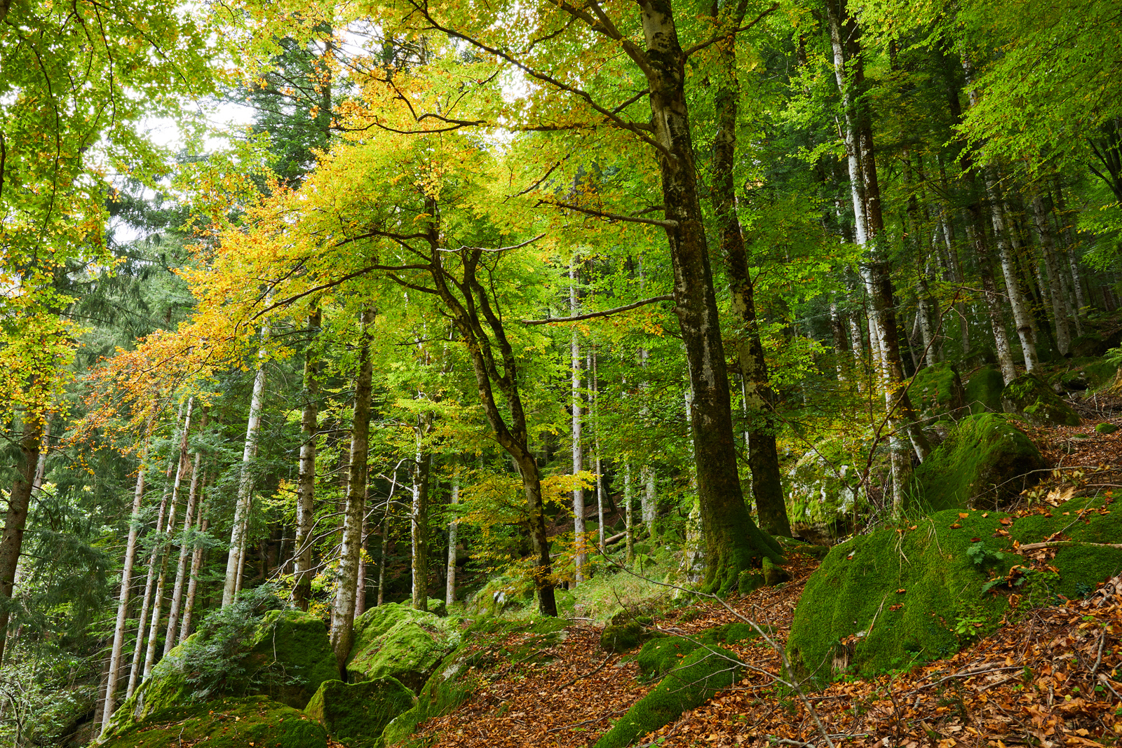 Foresta Bagni Masino