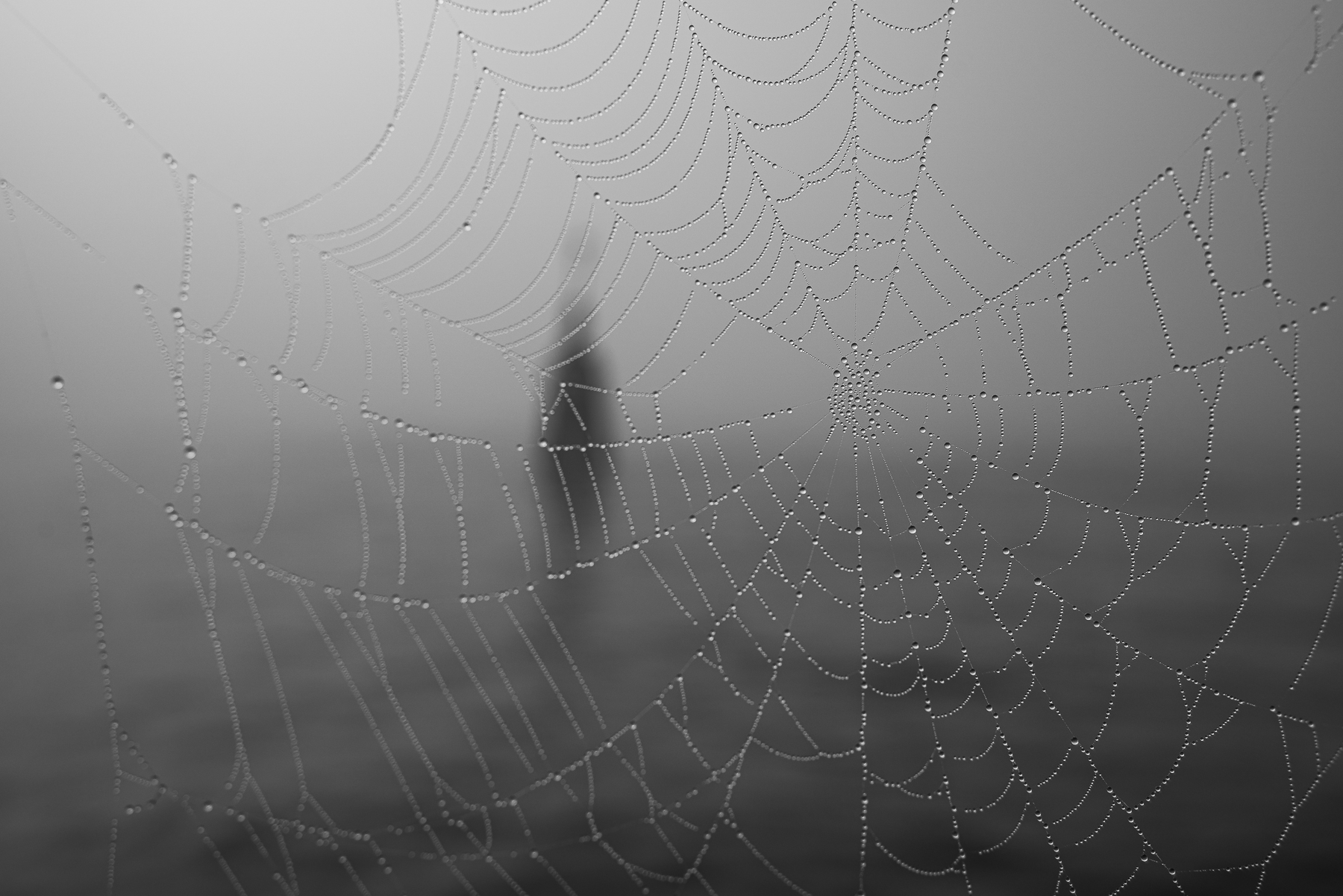 Web
