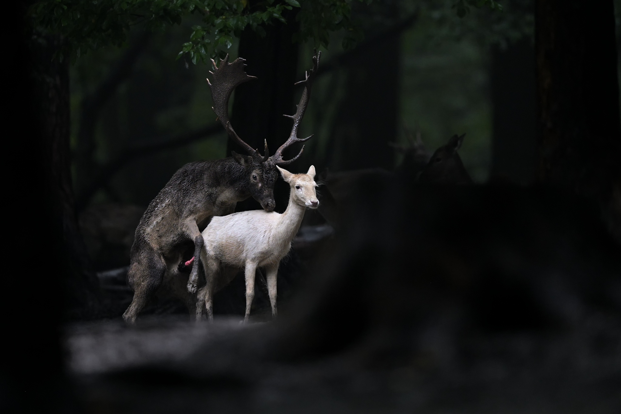 nella foresta oscura