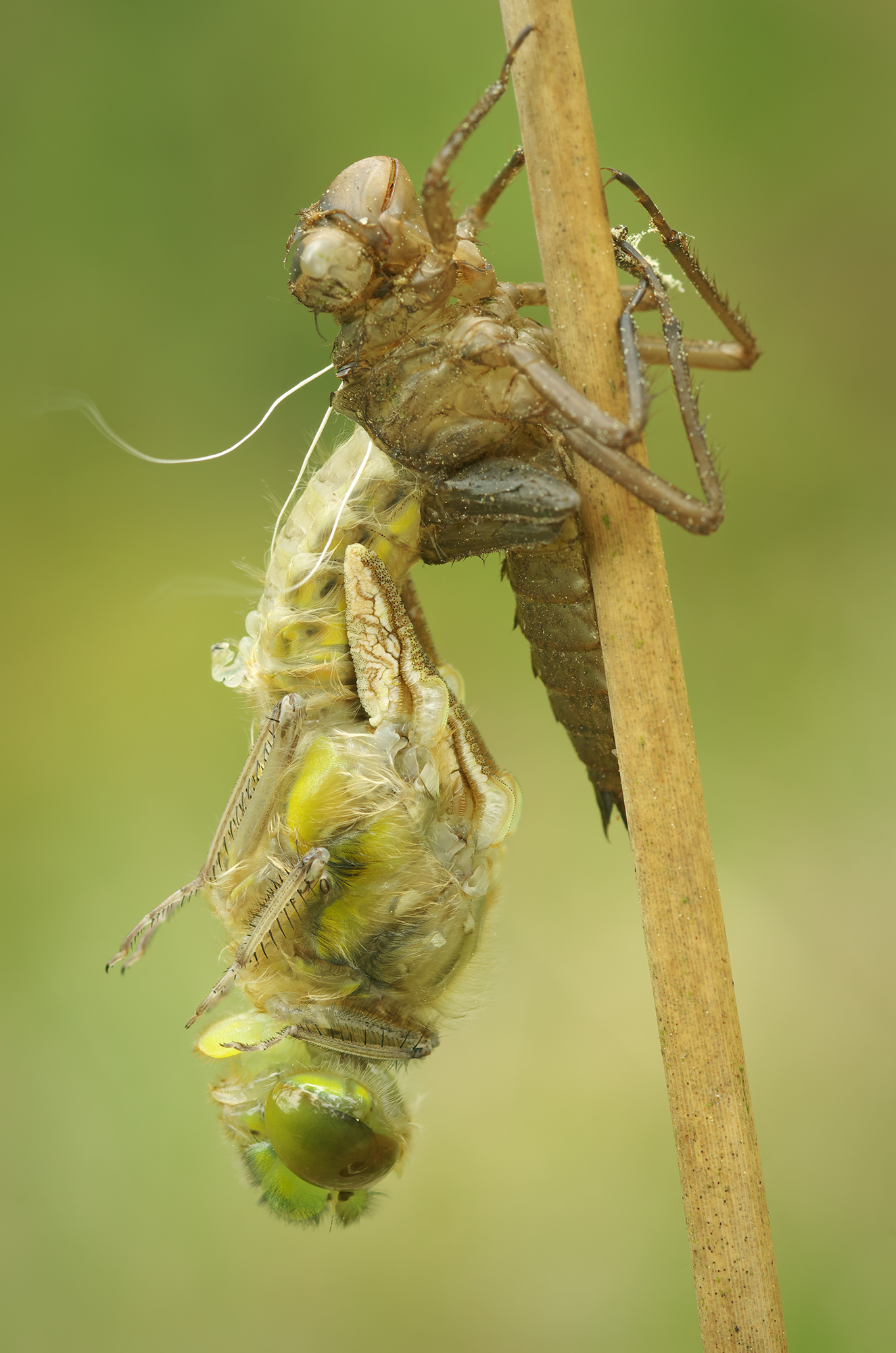 Libellula quadrimaculata