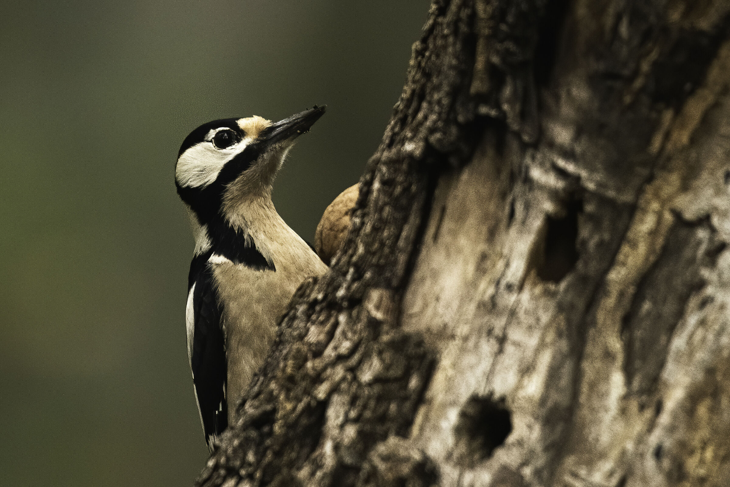 il picchio e la noce