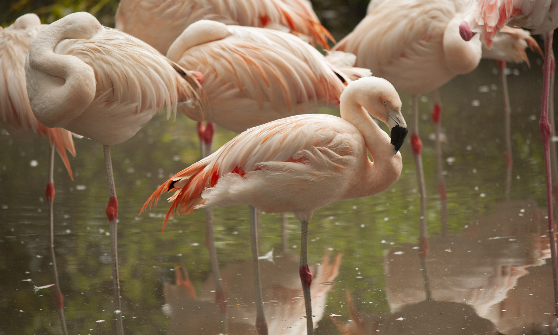 Flamingos