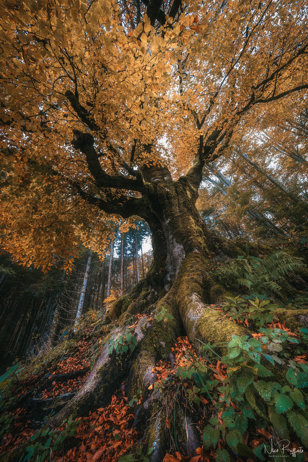 The Lord of the Forest
