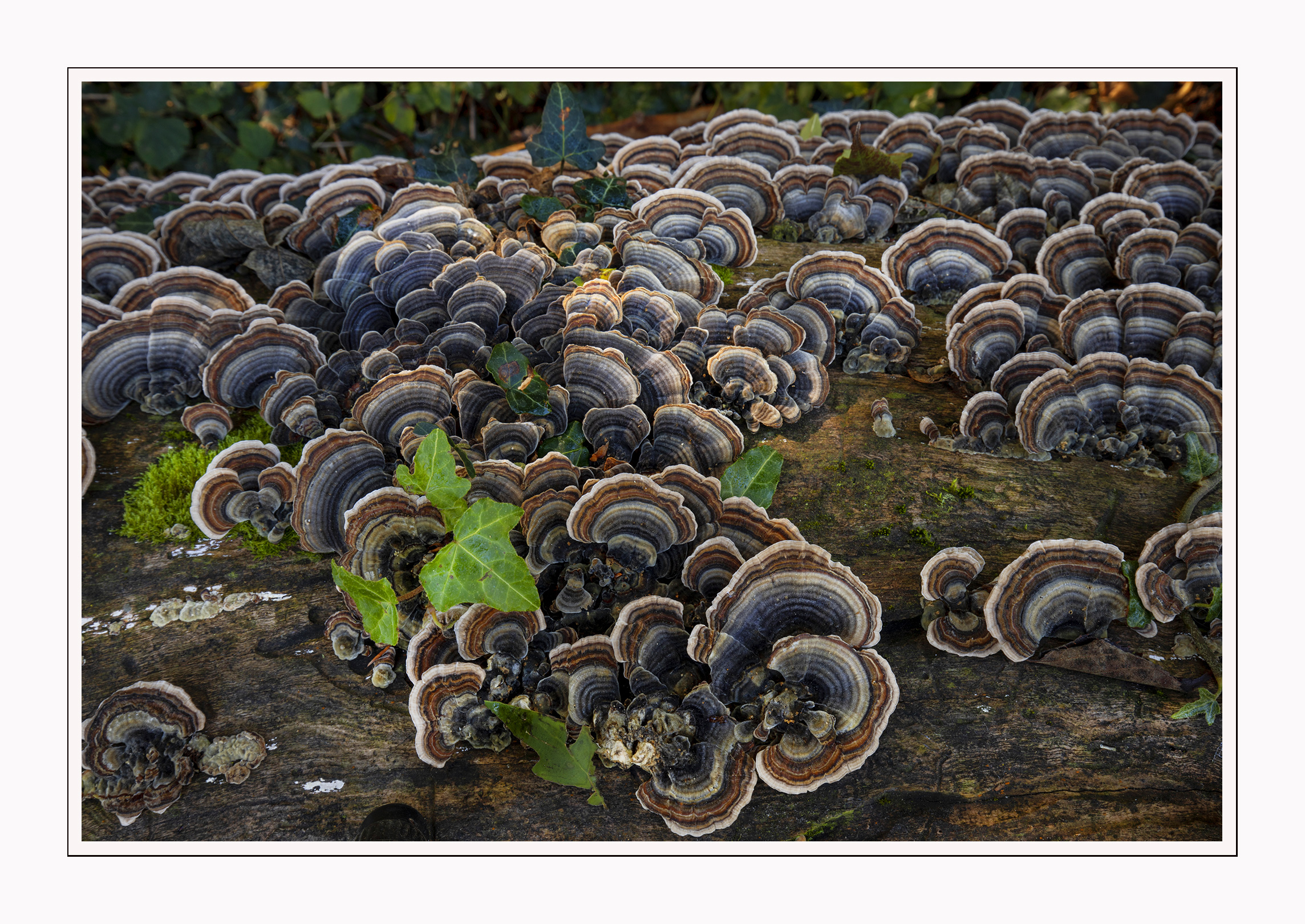 Trametis versicolor Parco di Monza