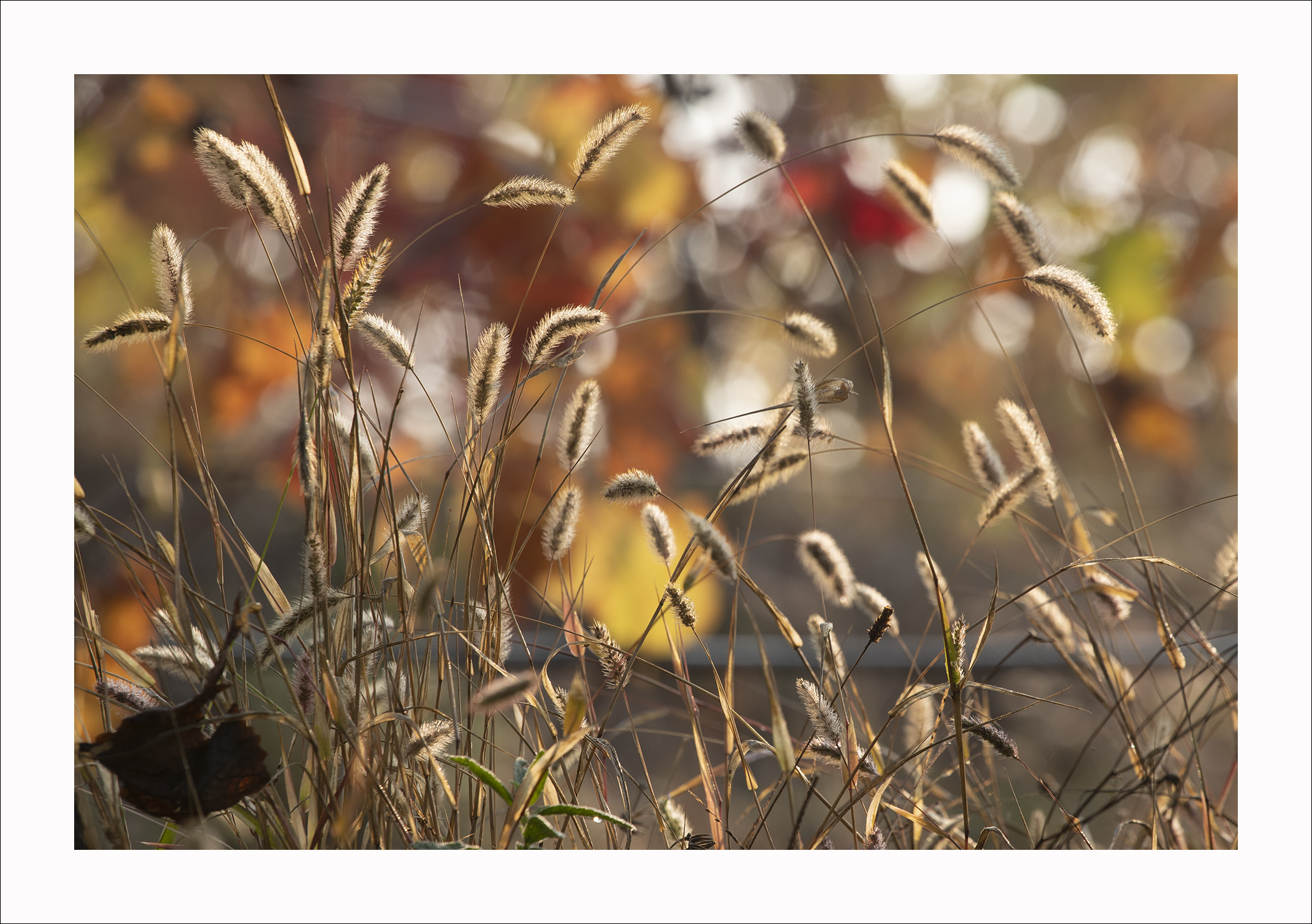 Colori dell'autunno