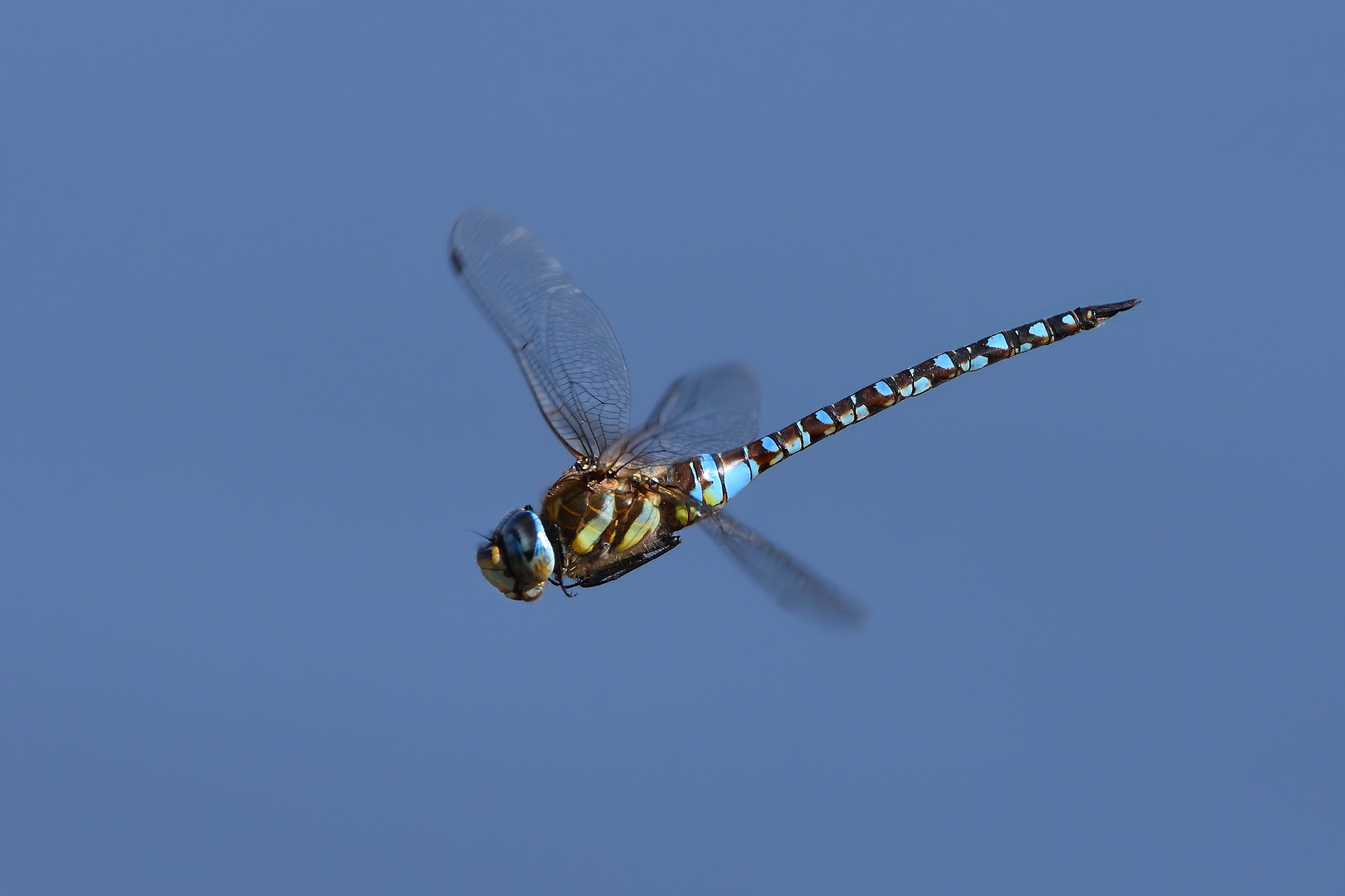 Libellula in volo