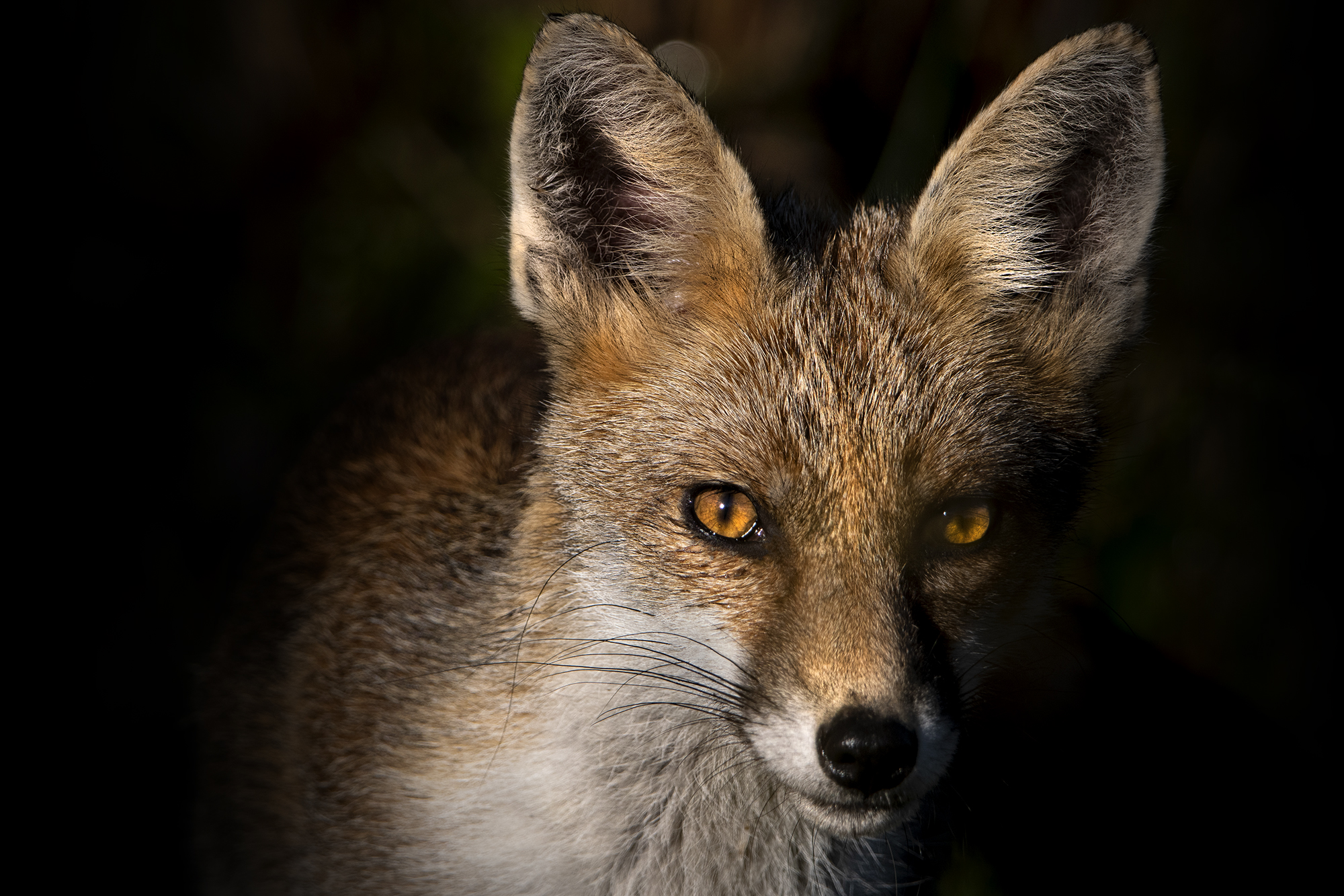 Giovane volpe femmina