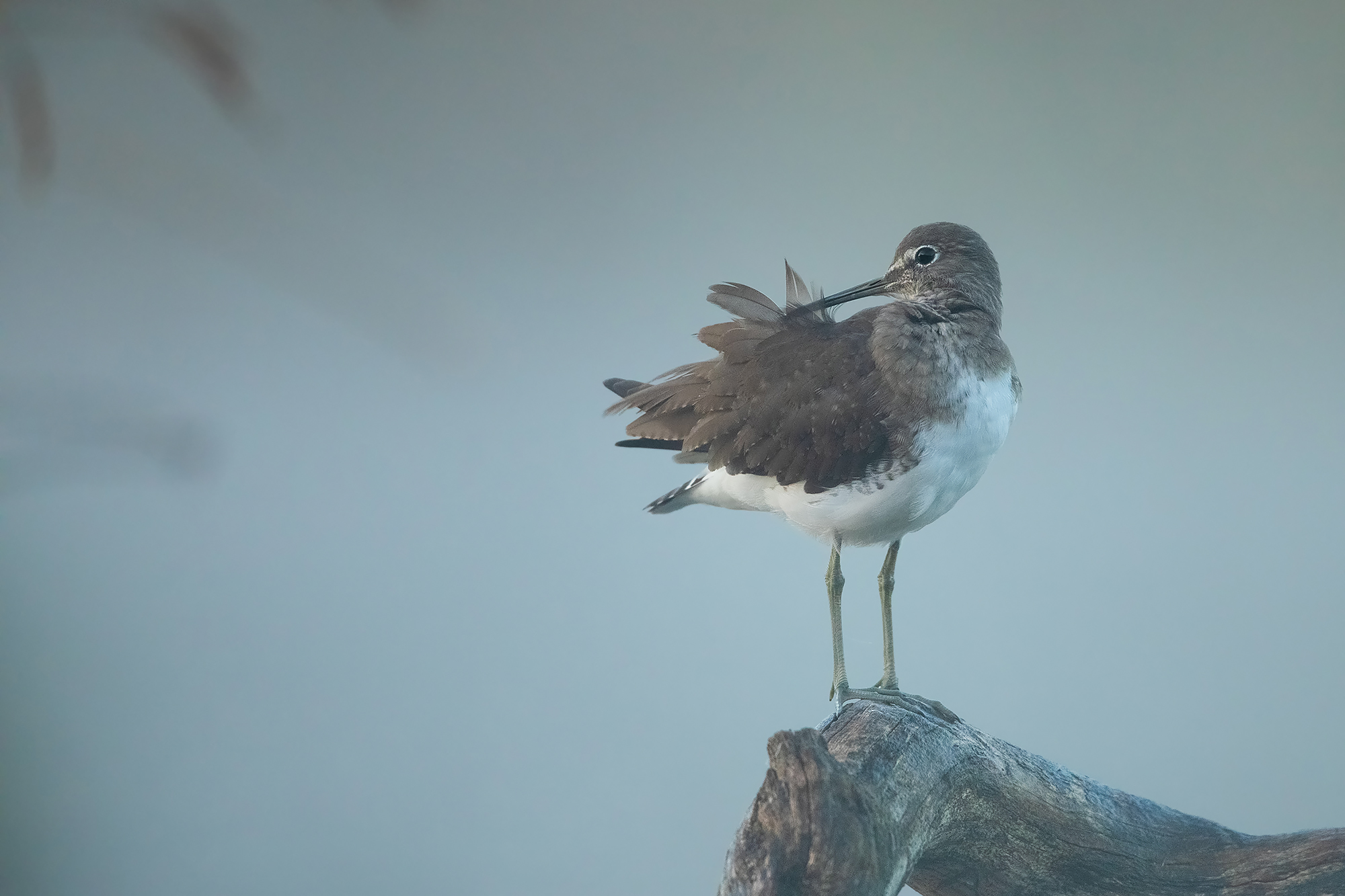 pyro pyro culbianco.. .. before dawn