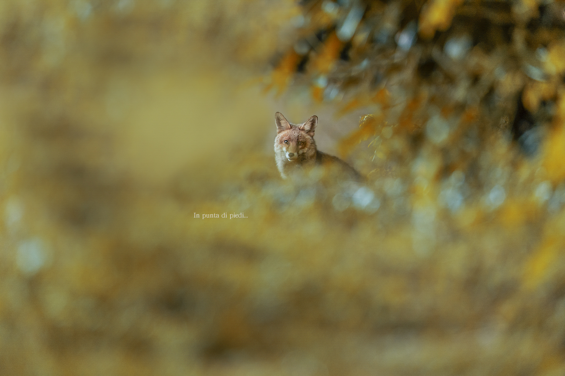 Nel Cuore della Foresta...