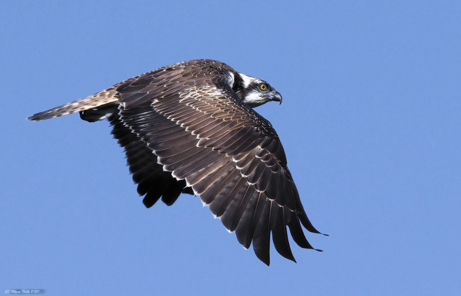 Osprey (Pandion haliaetus)