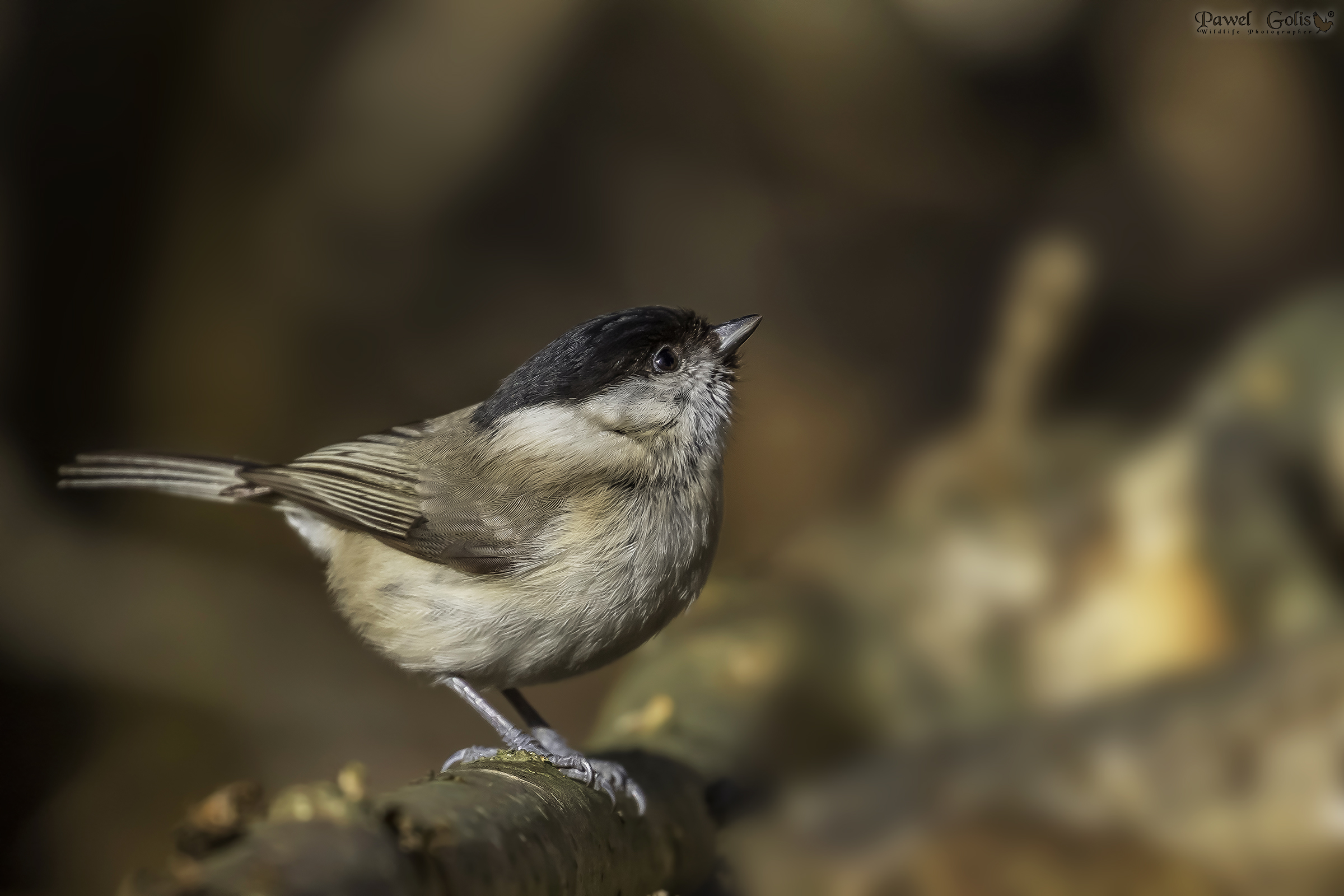 Tetta di palude (Parus palustris) v2