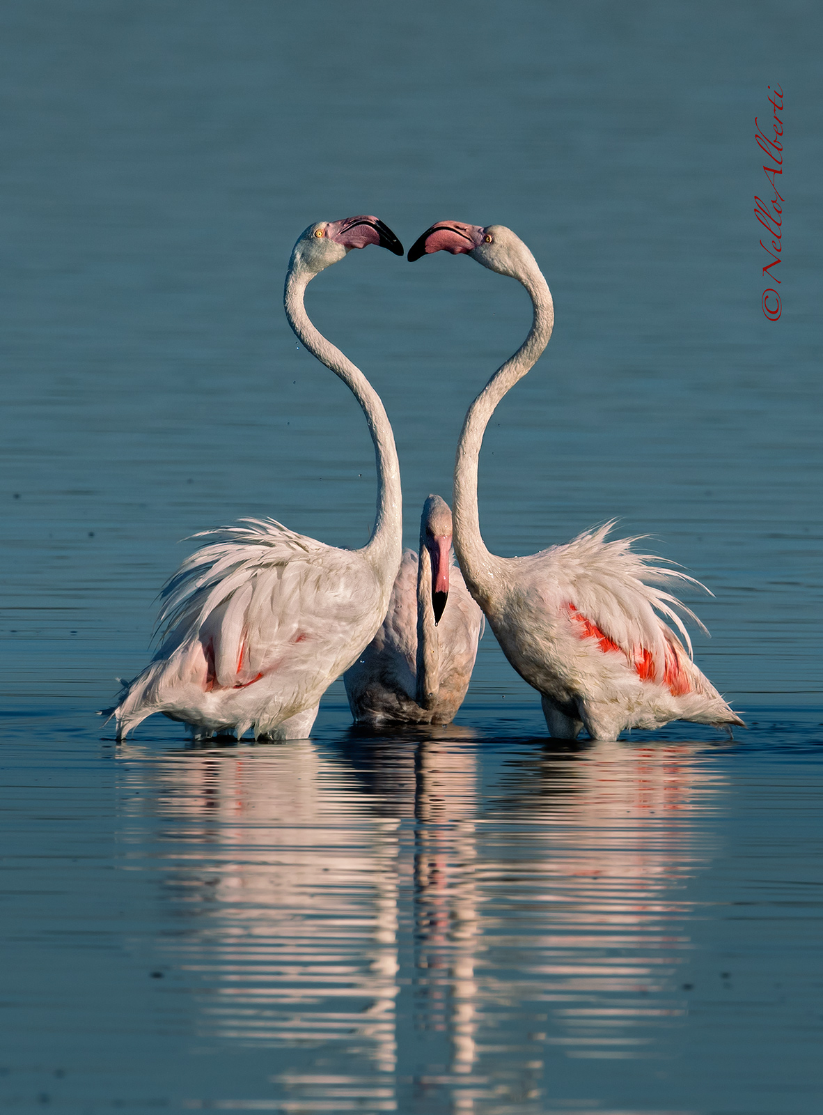 fenicotteri rosa ! il terzo incomodo