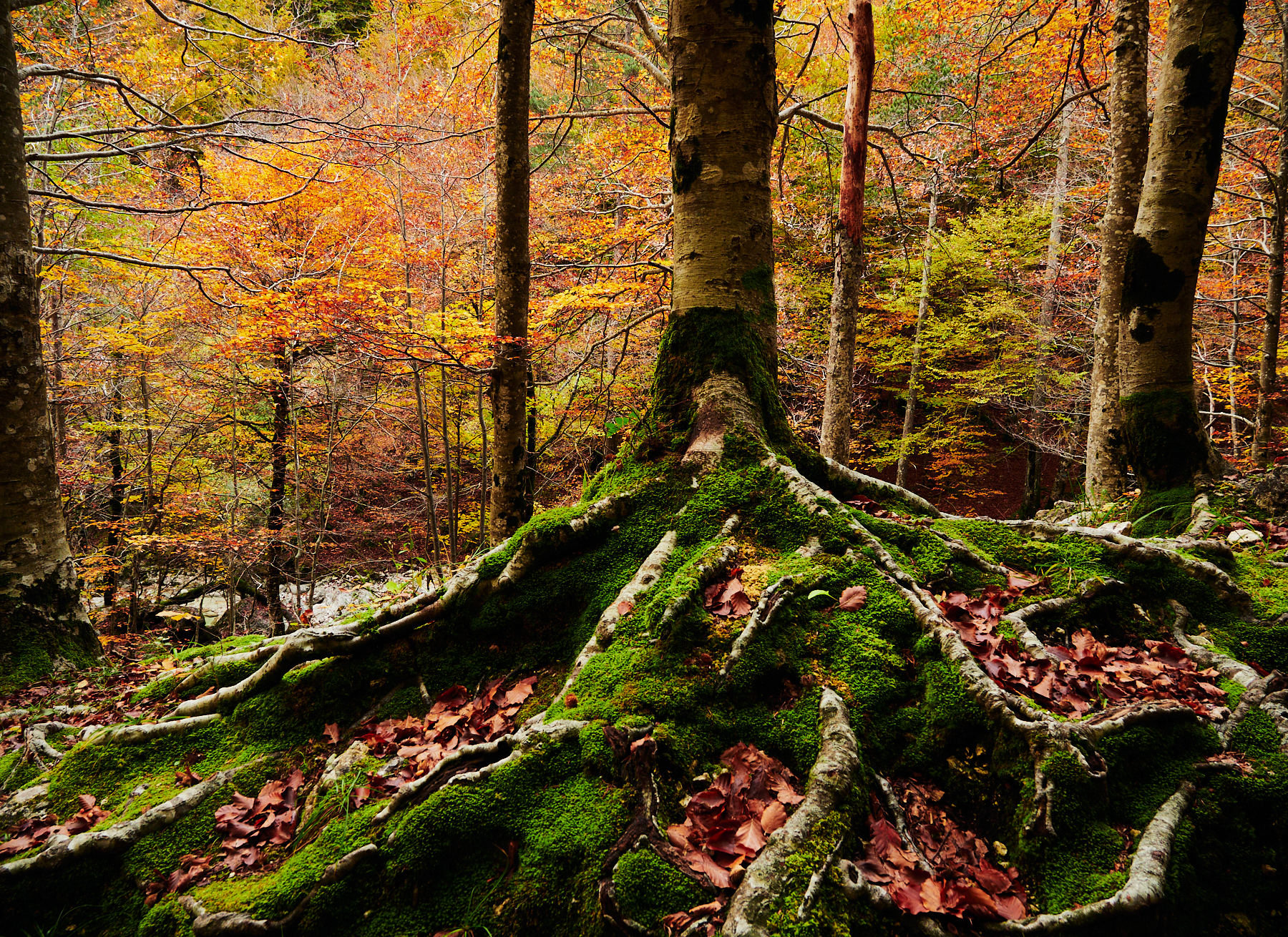 Parco Nazionale d'Abruzzo