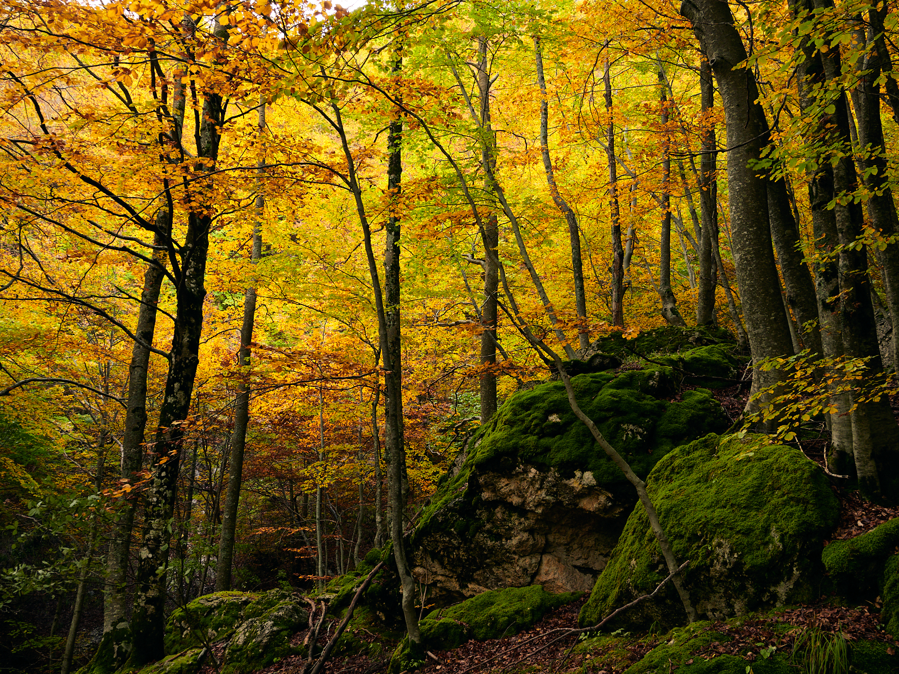 Parco Nazionale d'Abruzzo