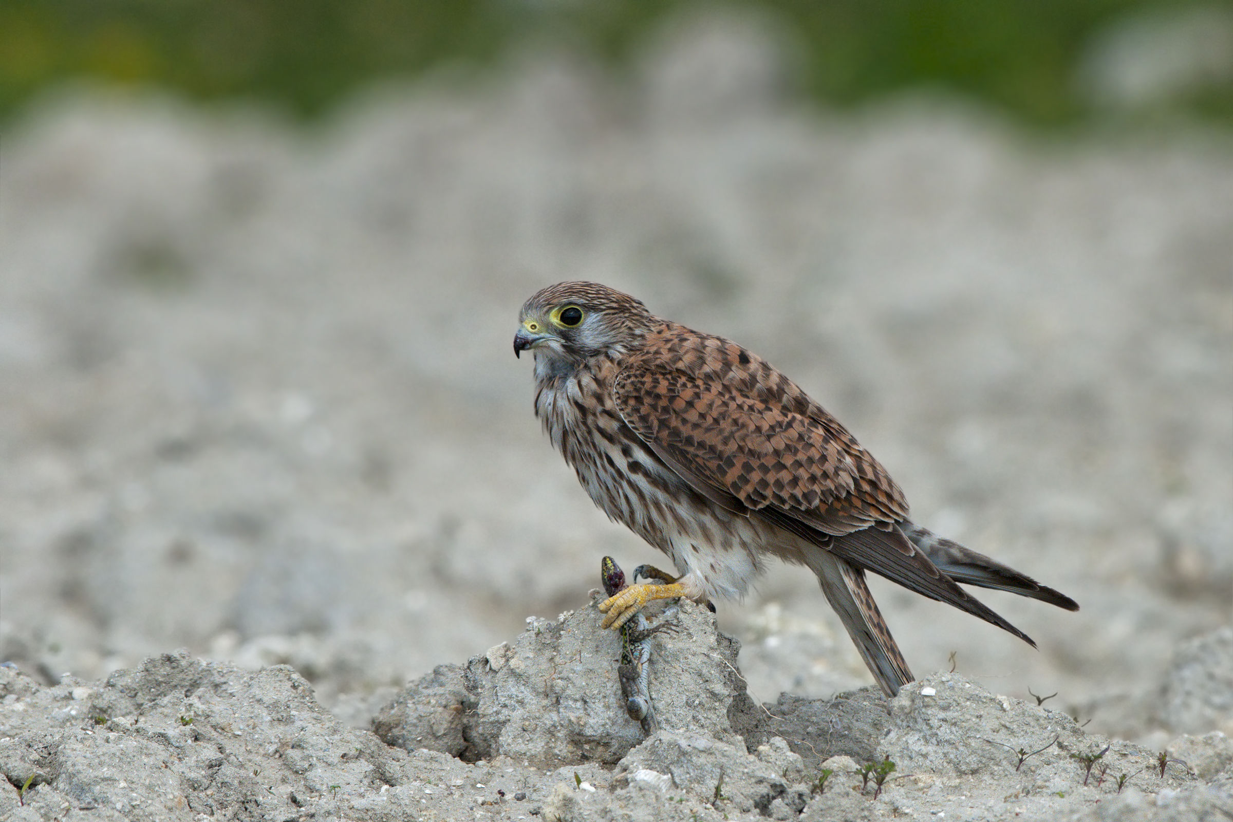 kestrel in predation (Podarcis sicula cettii)