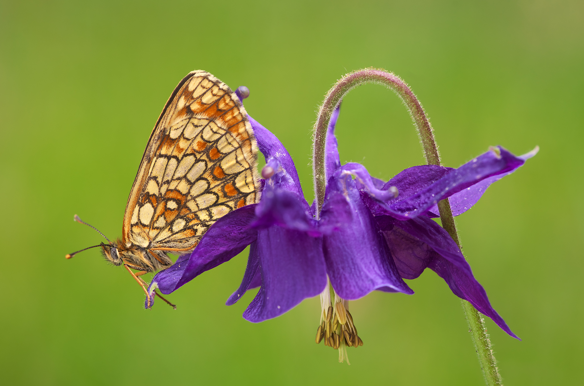 Melitaea athalia